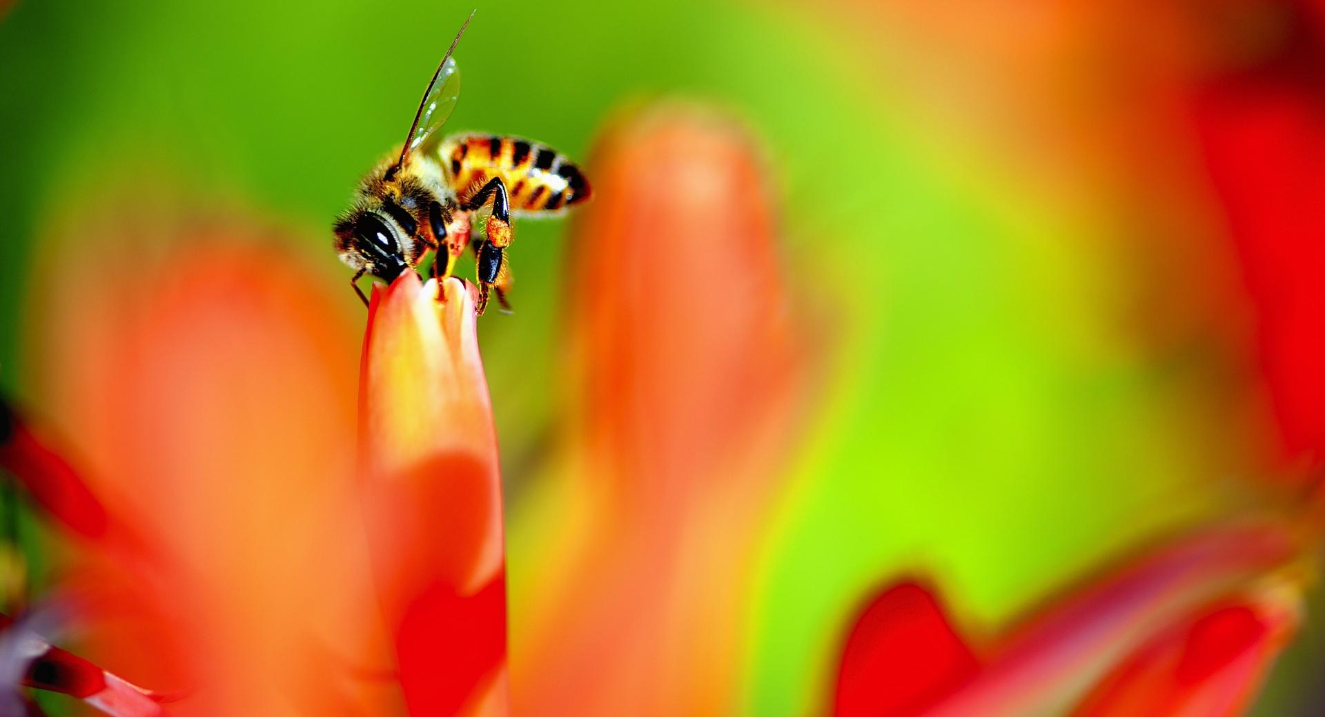 Honey Bee collecting Nectar from a Flower at 640 x 1136 iPhone 5 size wallpapers HD quality