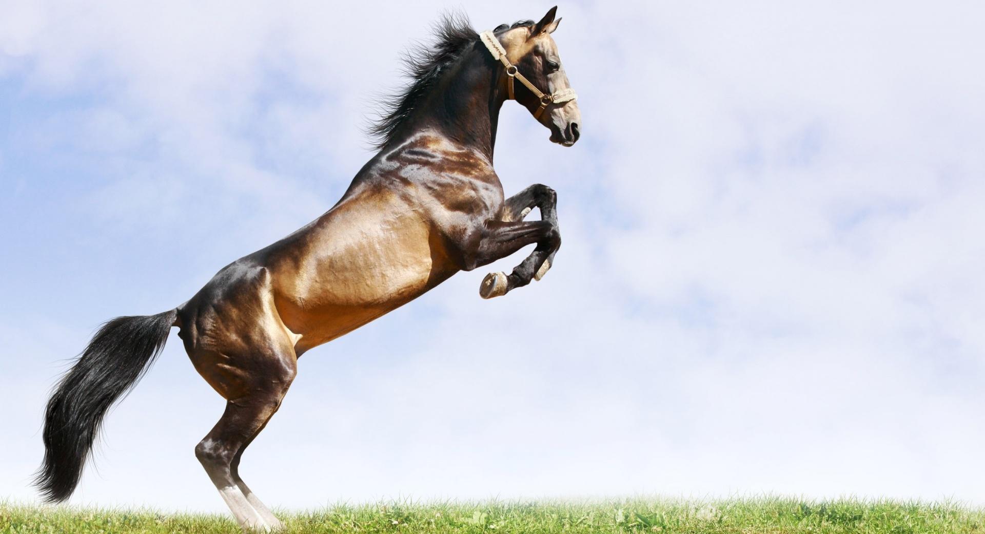 Horse On Hind Legs at 320 x 480 iPhone size wallpapers HD quality