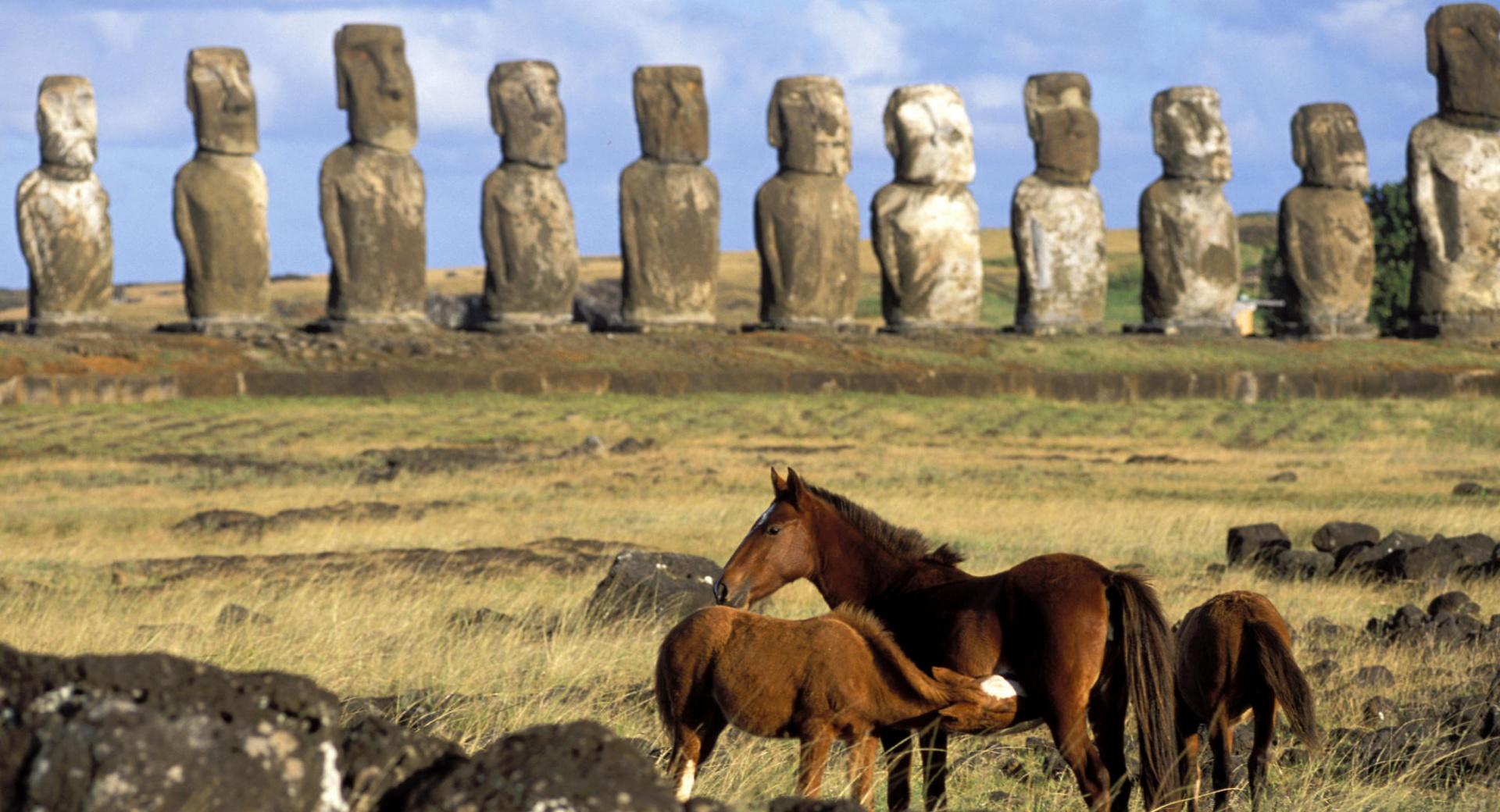 Horses Of Easter Island Chile at 1024 x 1024 iPad size wallpapers HD quality