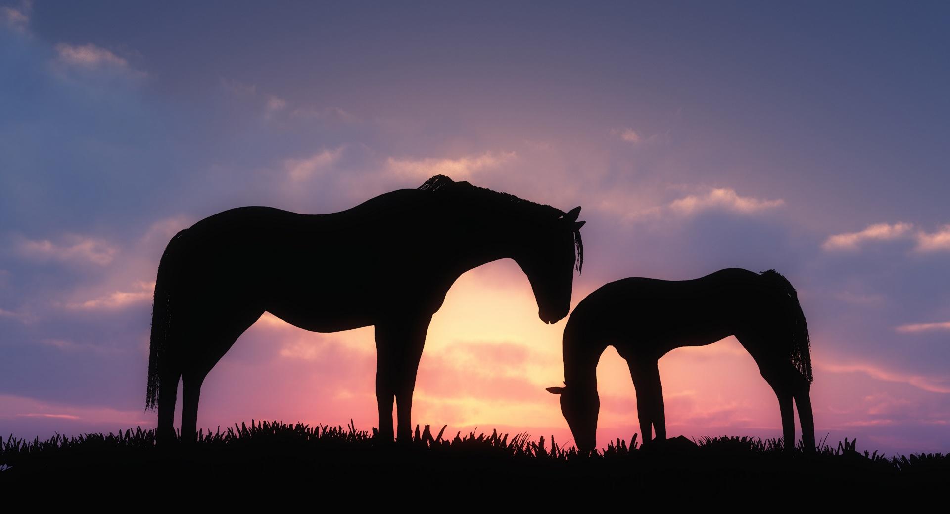 Horses Sunset Silhouette at 320 x 480 iPhone size wallpapers HD quality