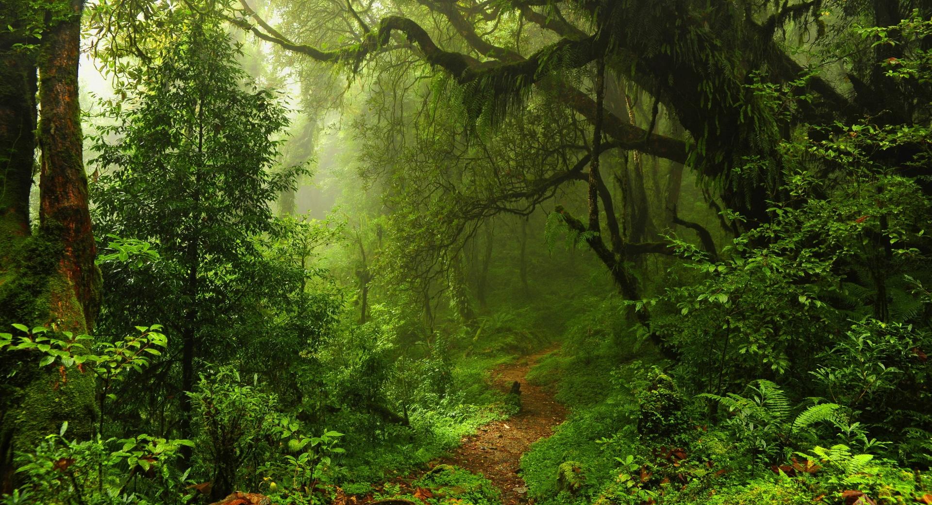 Humid Tropical Path at 2048 x 2048 iPad size wallpapers HD quality