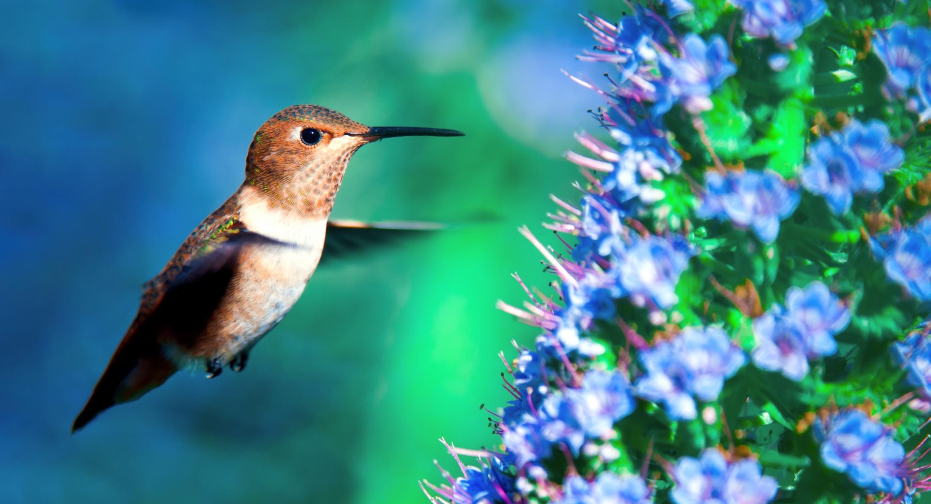 Hummingbird in Flight at 1024 x 1024 iPad size wallpapers HD quality