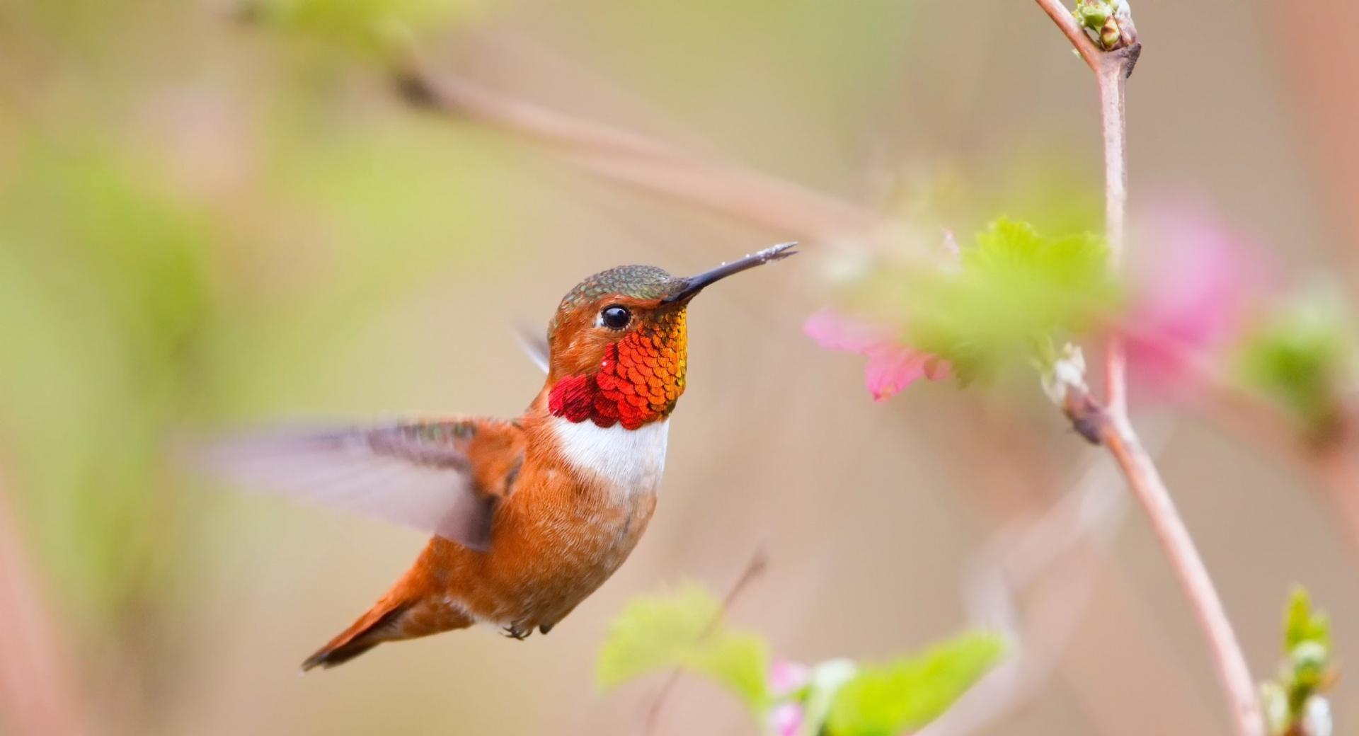 Hummingbirds at 320 x 480 iPhone size wallpapers HD quality