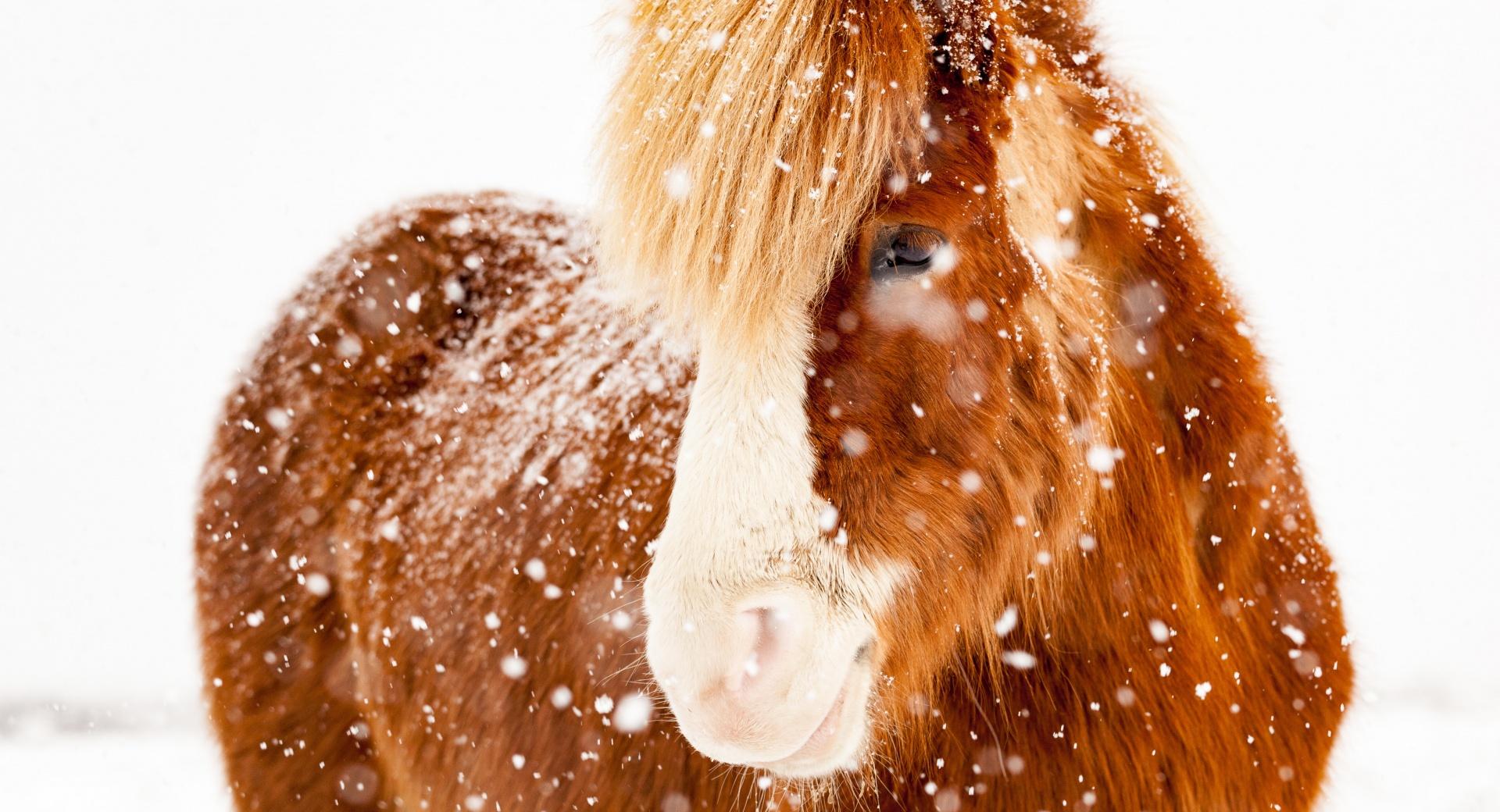 Icelandic Horse, Snowflakes, Winter at 1152 x 864 size wallpapers HD quality