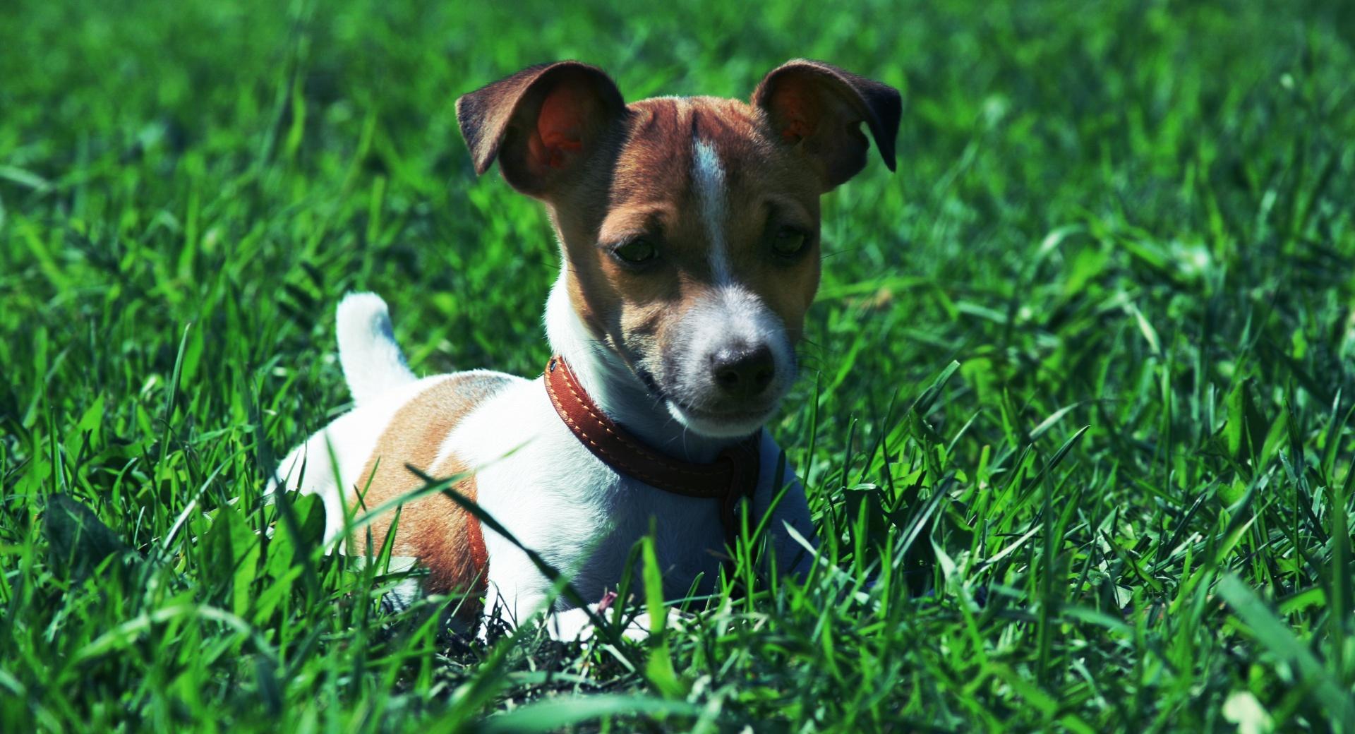 Jack Russell Terrier In The Grass wallpapers HD quality
