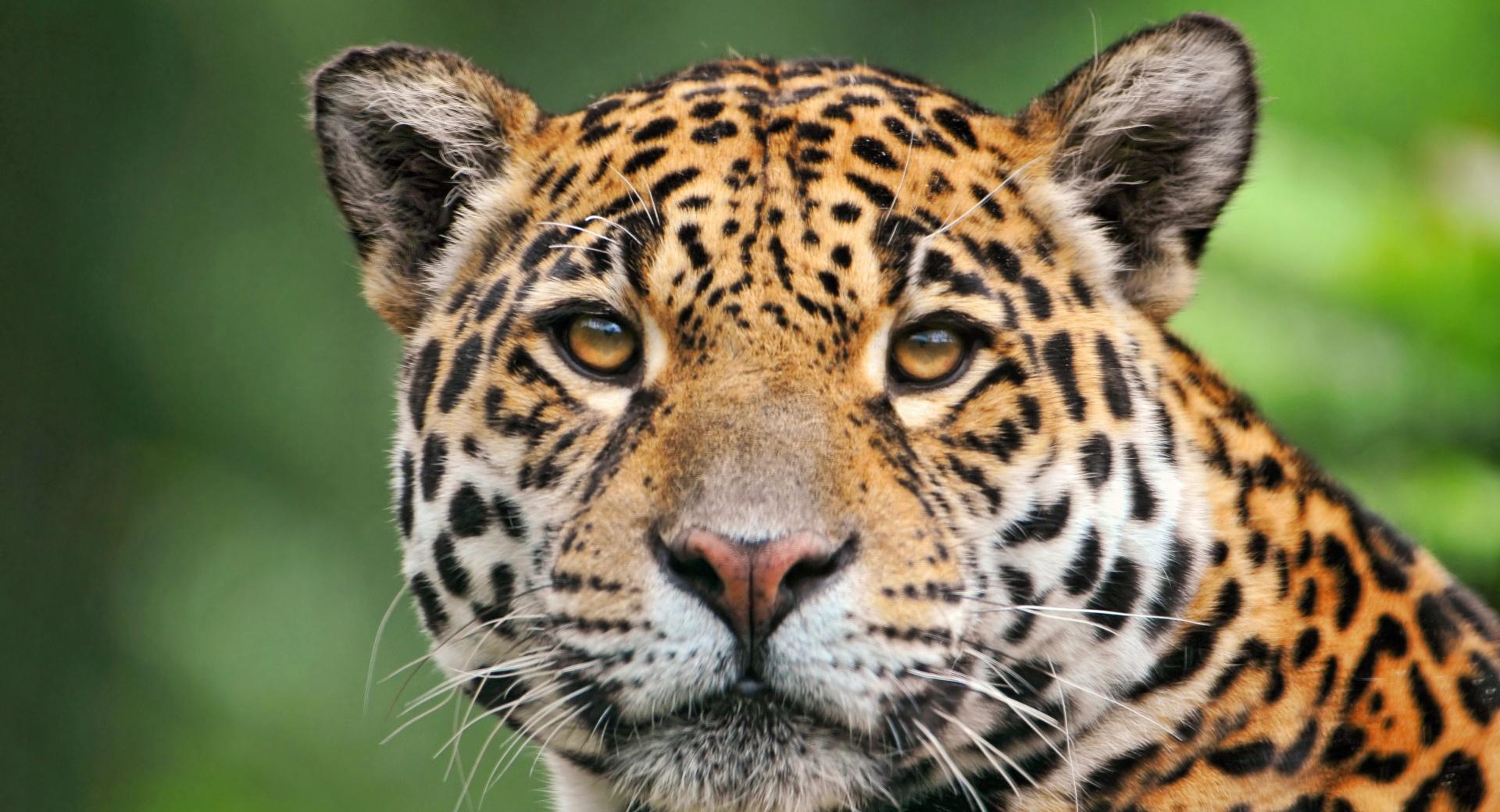 Jaguar Face at 1280 x 960 size wallpapers HD quality