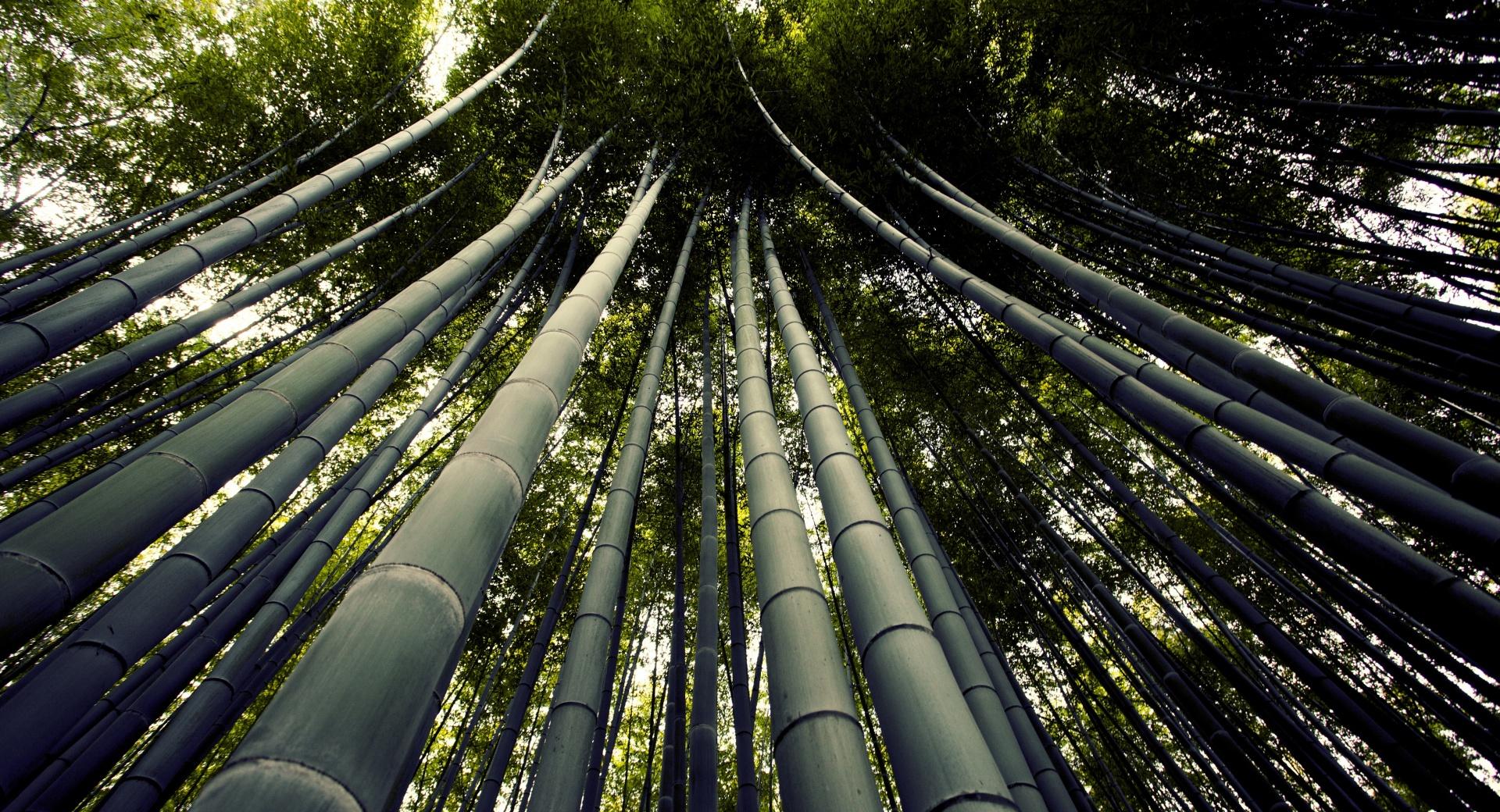 Japanese Giant Bamboo at 640 x 1136 iPhone 5 size wallpapers HD quality