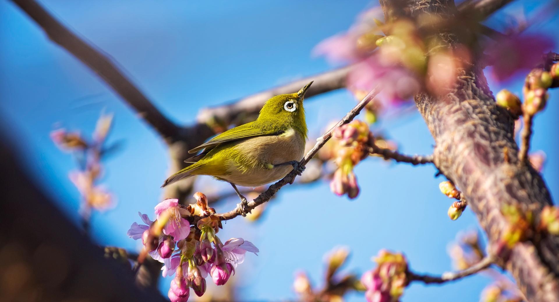 Japanese White Eye Bird at 640 x 960 iPhone 4 size wallpapers HD quality