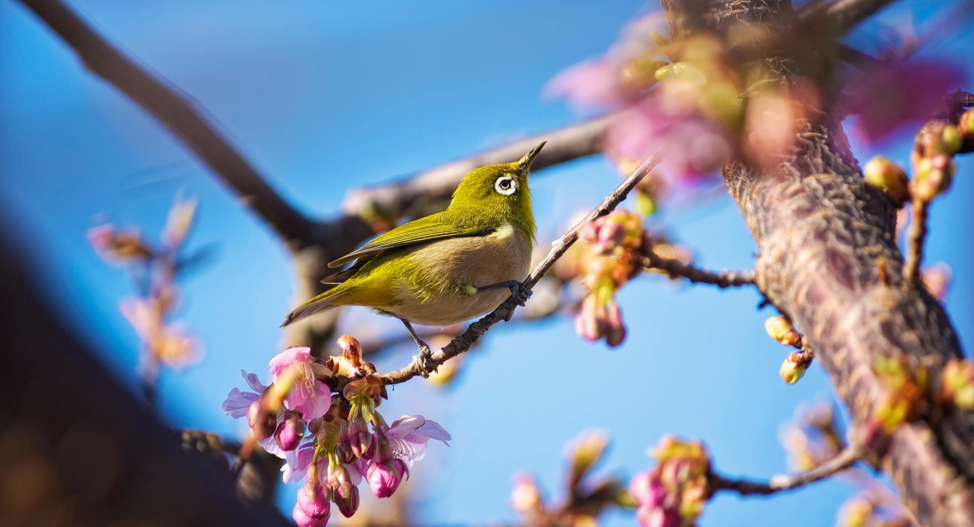 Japanese White Eye Bird at 2560 x 1440 HD size wallpapers HD quality