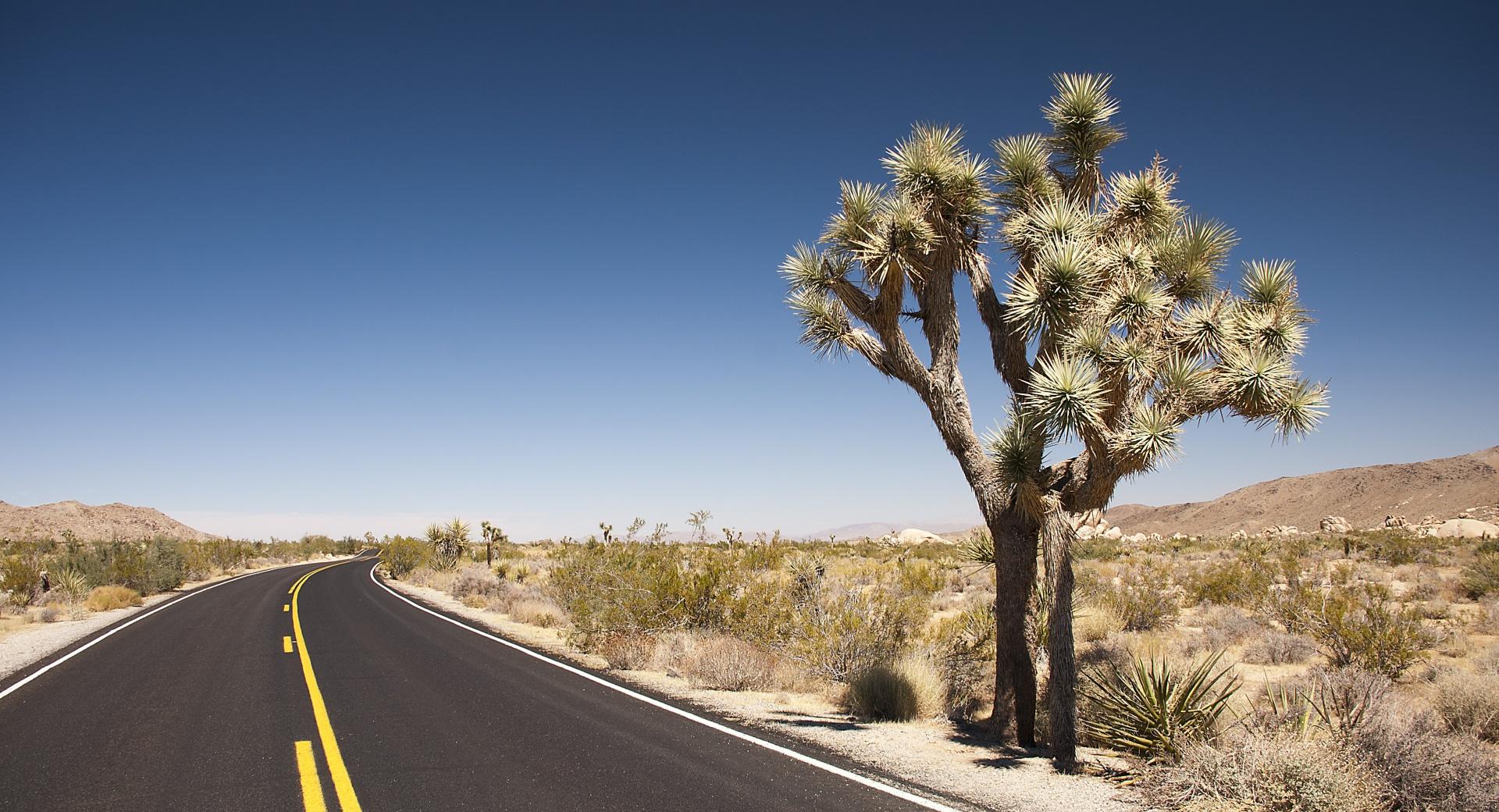 Joshua Tree Desert Road at 1024 x 768 size wallpapers HD quality