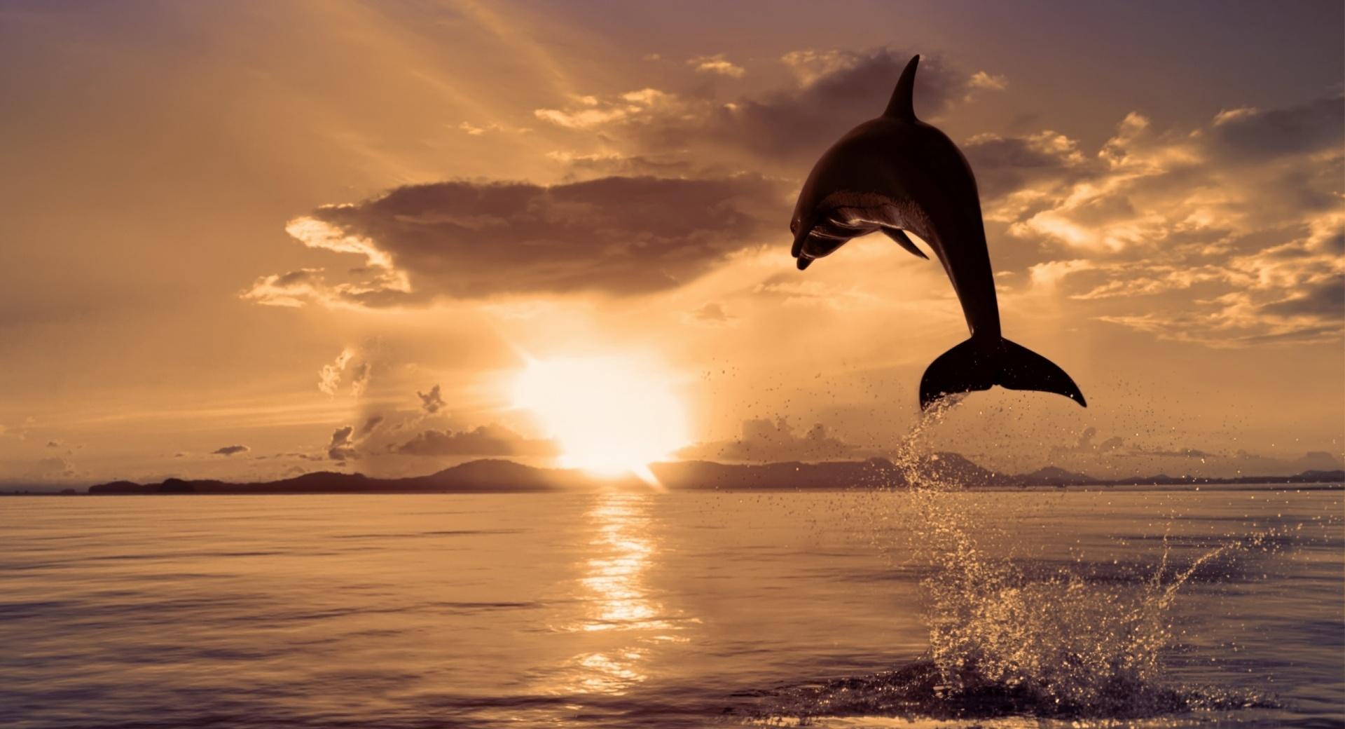 Jumping Dolphin at 2048 x 2048 iPad size wallpapers HD quality