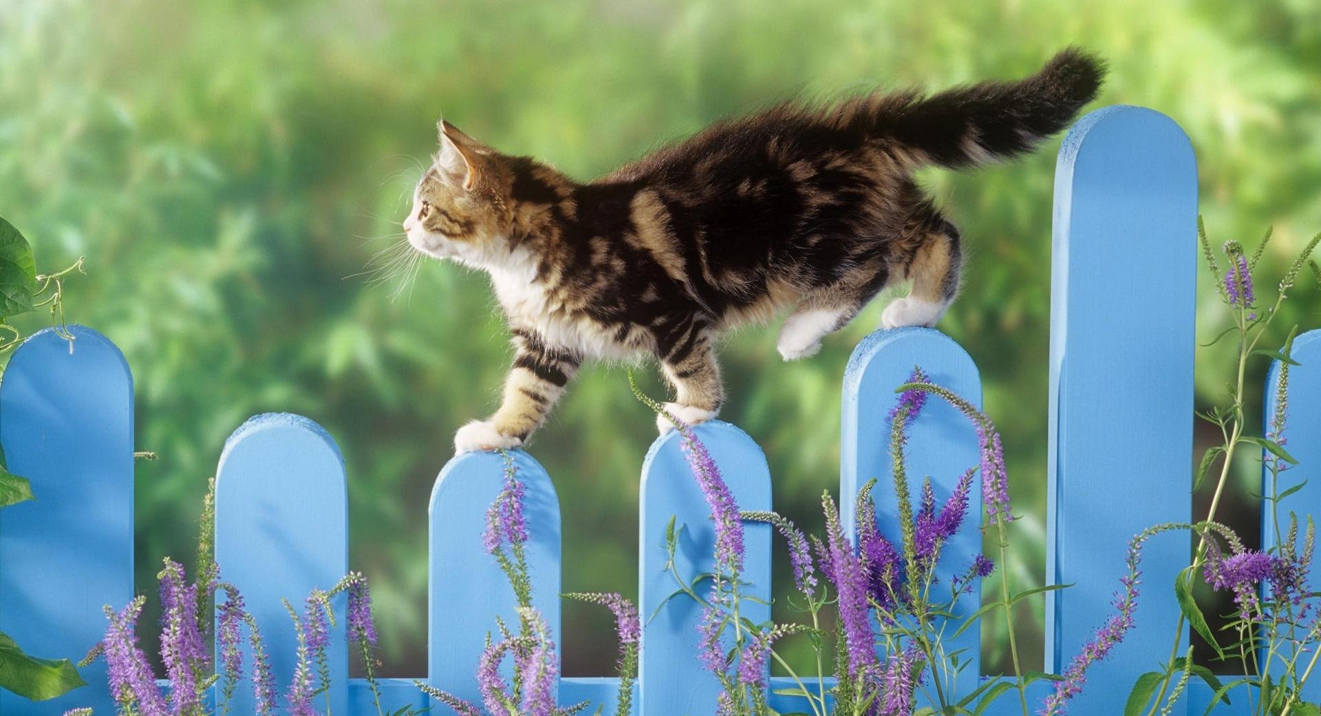 Kitten Walking On A Fence wallpapers HD quality