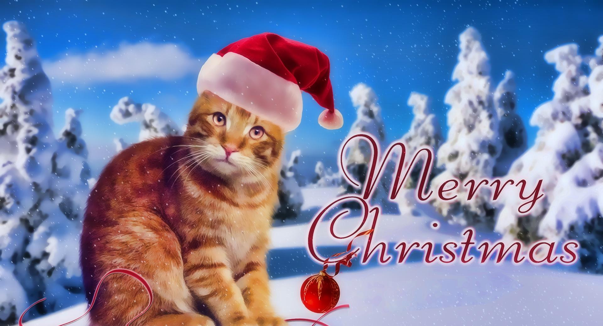 Kitty Christmas at 1024 x 768 size wallpapers HD quality