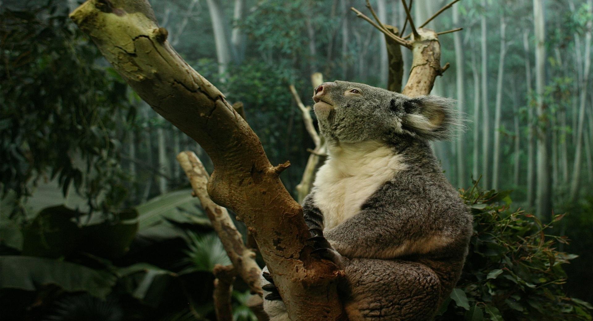 Koala In Tree at 2048 x 2048 iPad size wallpapers HD quality