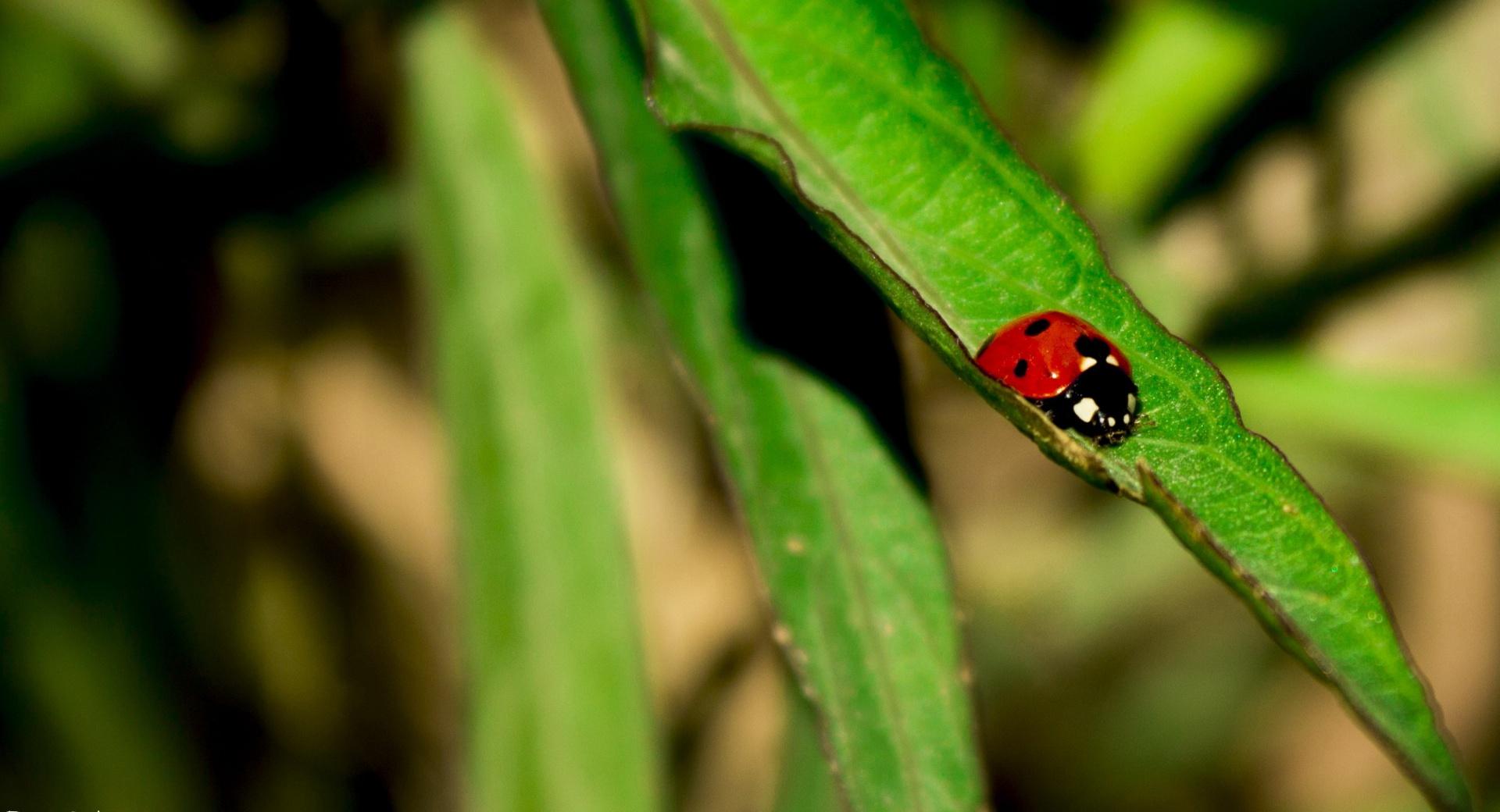 Lady Bug By Chance at 1600 x 1200 size wallpapers HD quality