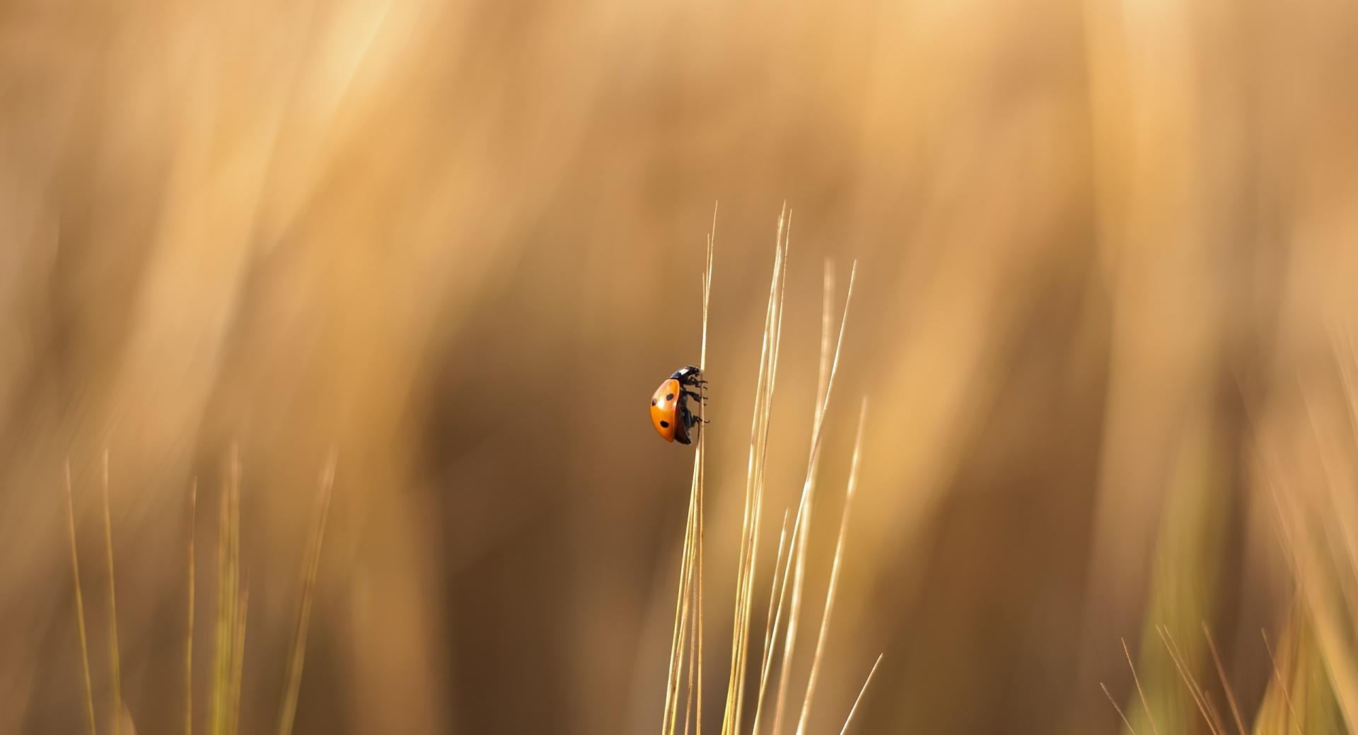 Ladybird On A Wheat Stalk wallpapers HD quality