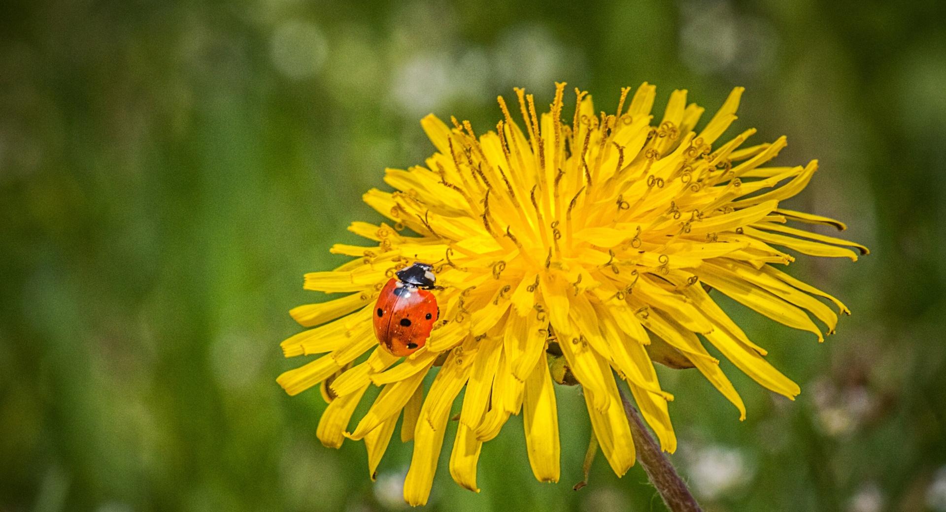 Ladybug On A Dandelion Flower at 1024 x 1024 iPad size wallpapers HD quality