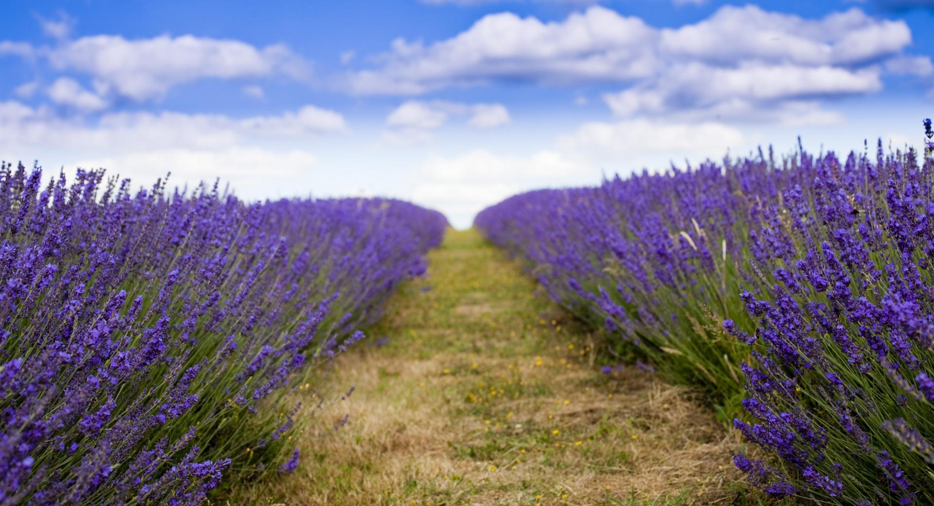 Lavender Field wallpapers HD quality