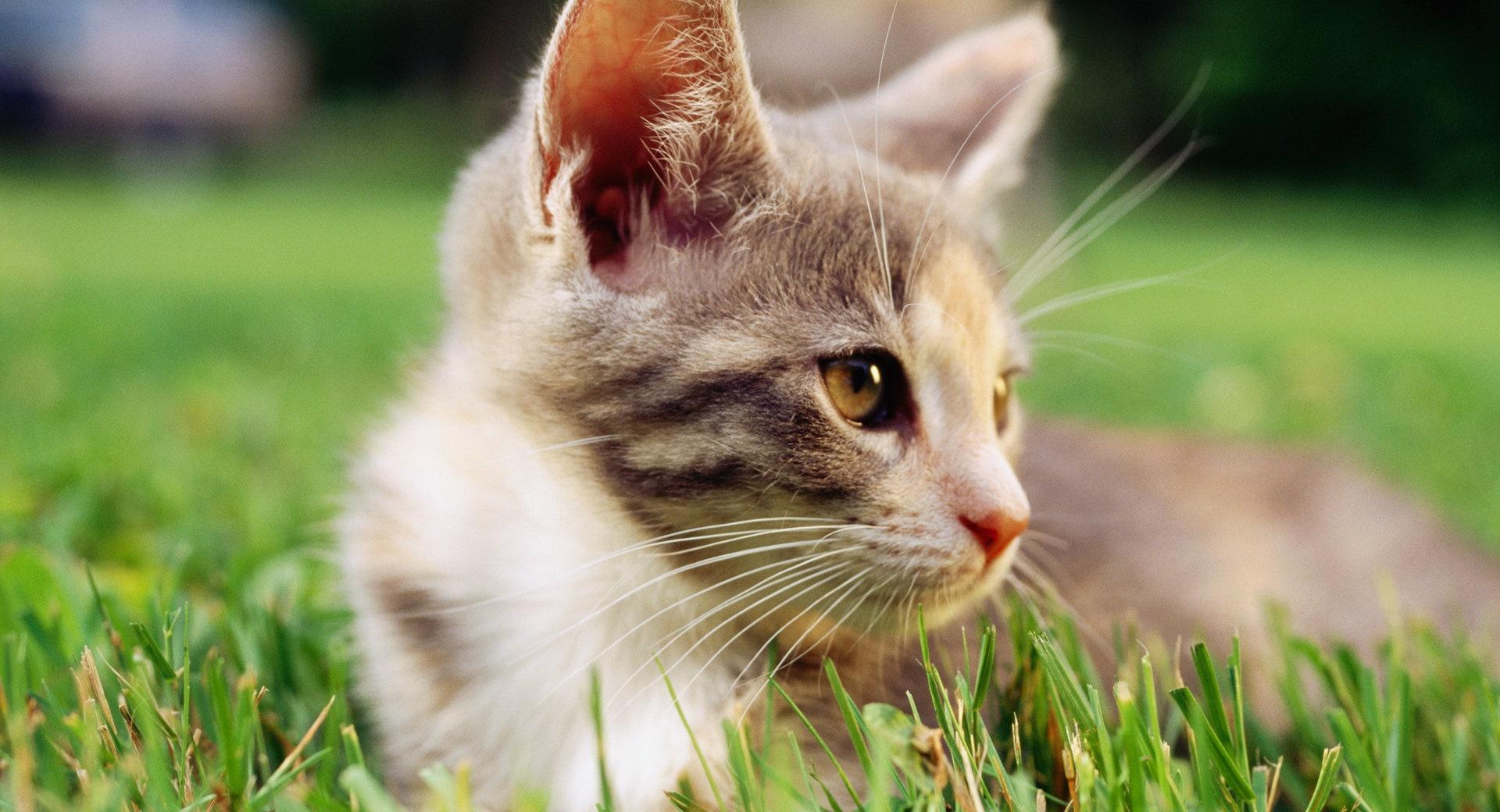Lazy Kitten In Grass wallpapers HD quality