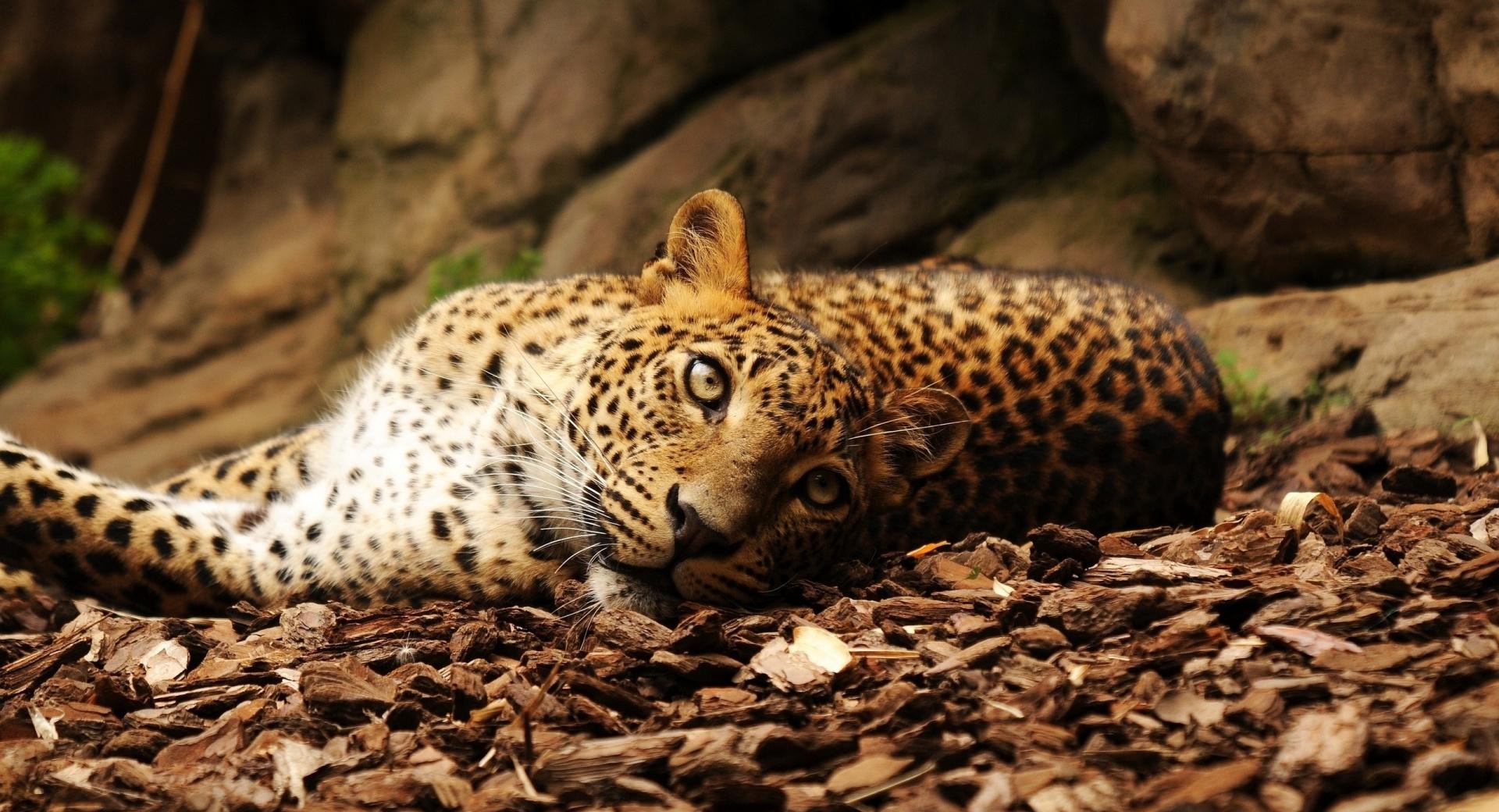 Lazy Leopard at 1024 x 1024 iPad size wallpapers HD quality
