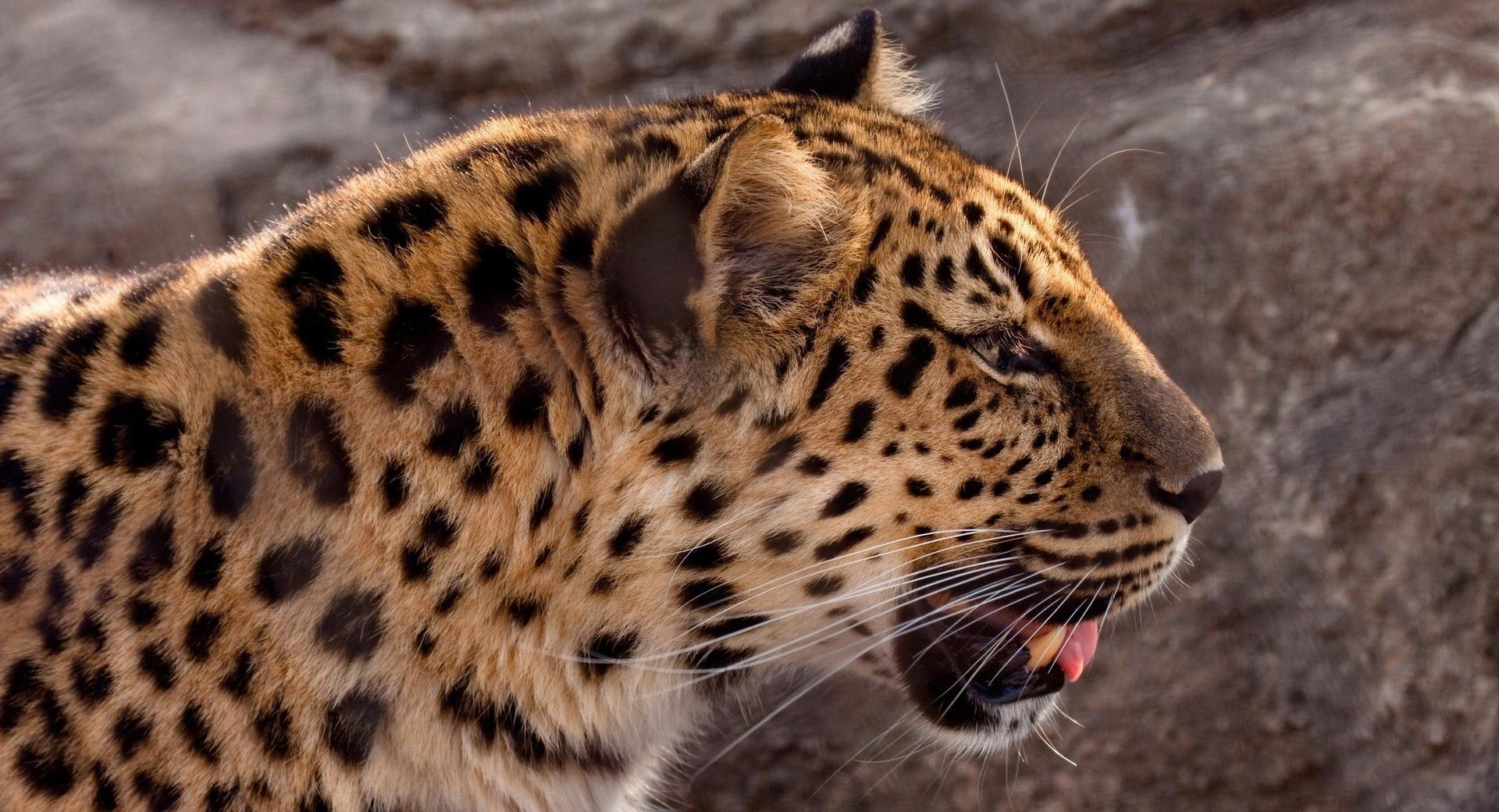 Leopard Head Close Up at 1152 x 864 size wallpapers HD quality
