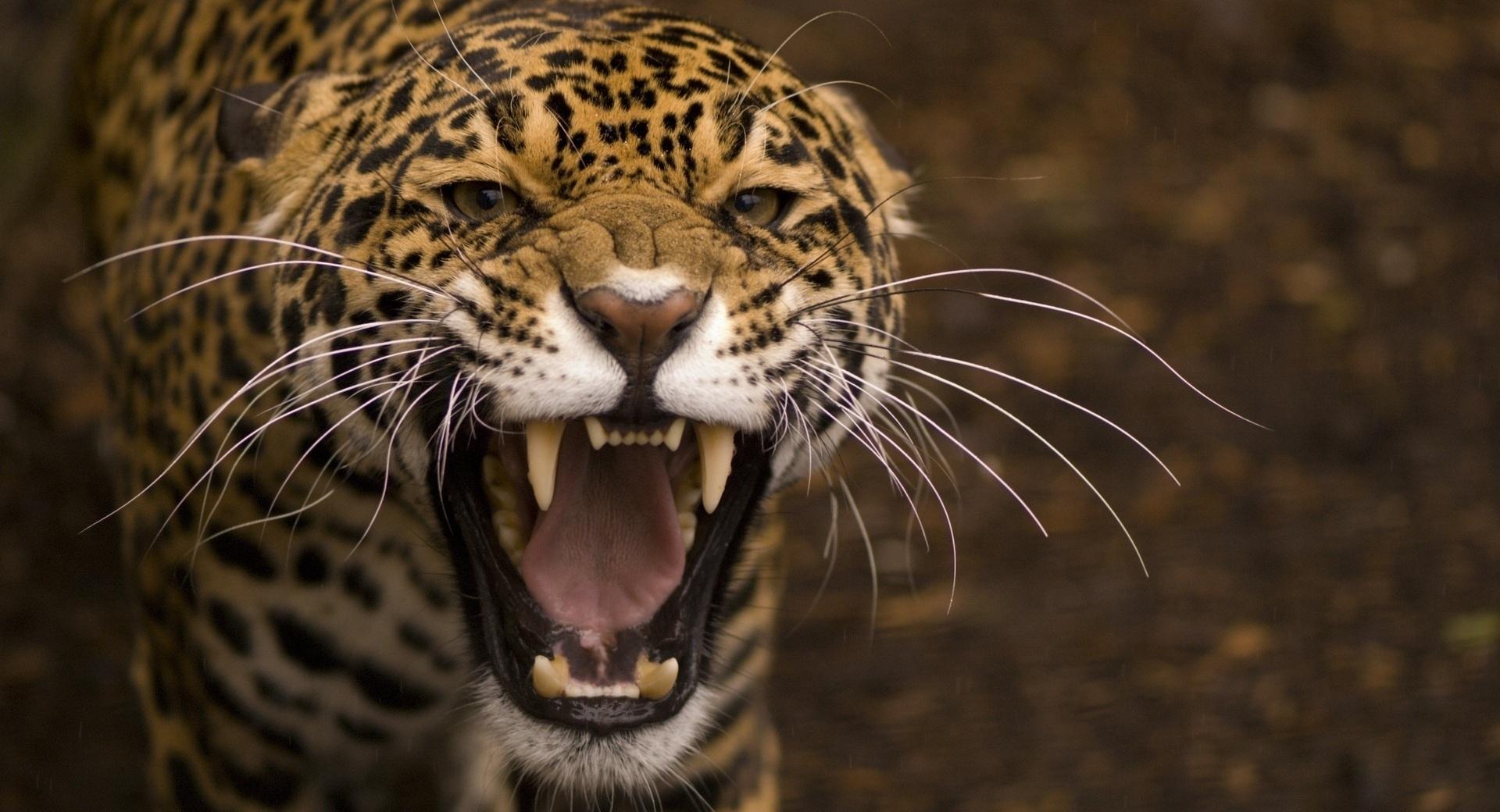 Leopard Roar at 1280 x 960 size wallpapers HD quality