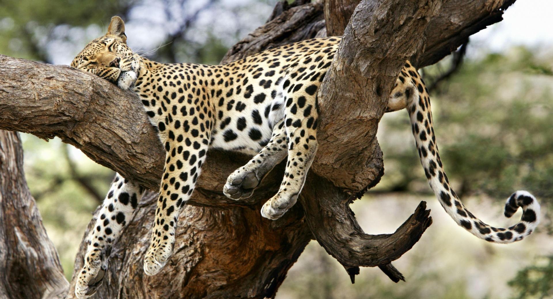 Leopard Sleeping In Tree at 1024 x 1024 iPad size wallpapers HD quality