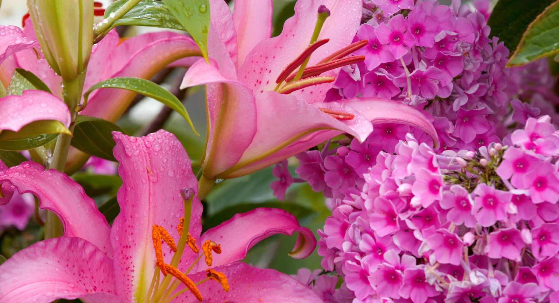 Lilies And Phlox at 1280 x 960 size wallpapers HD quality