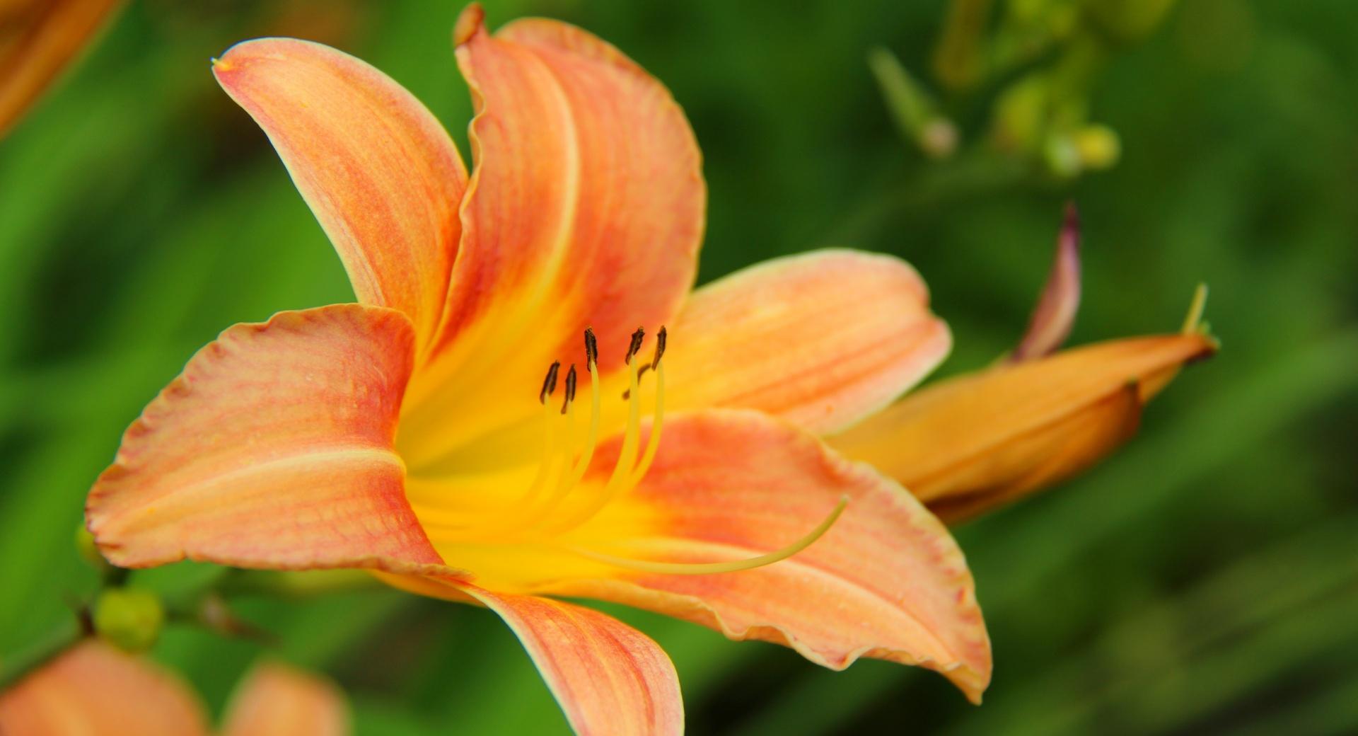 Lily Flower at 640 x 960 iPhone 4 size wallpapers HD quality