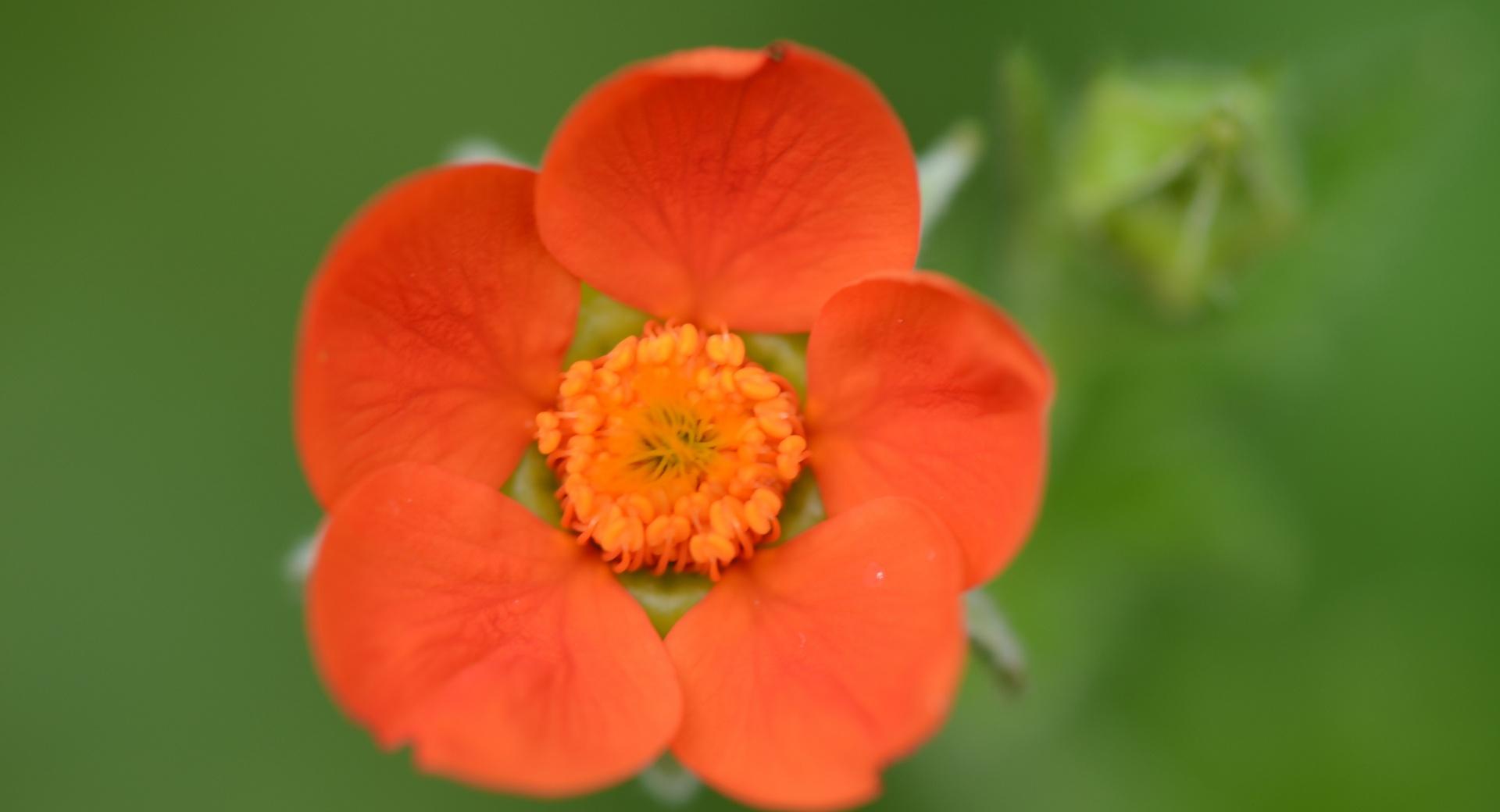 Little Orange Flower at 1920 x 1080 HD size wallpapers HD quality