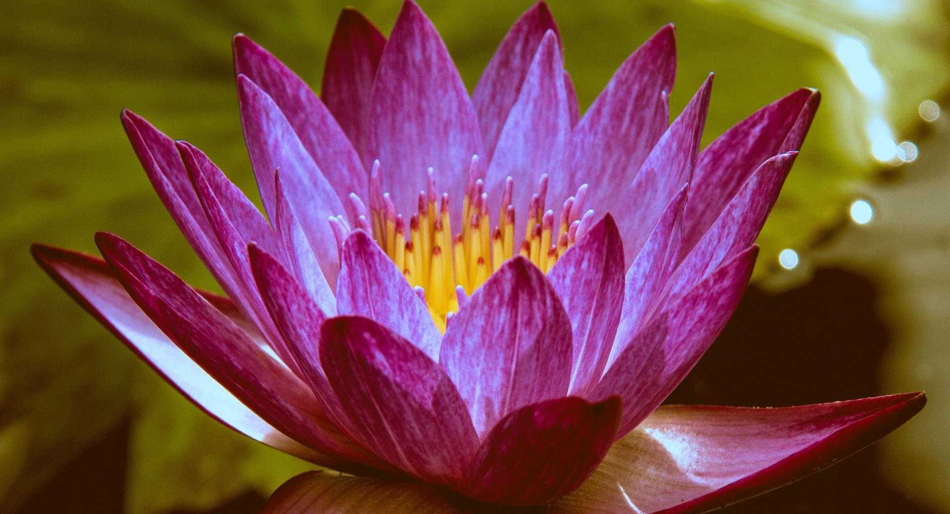 Lone Water Lily at 750 x 1334 iPhone 6 size wallpapers HD quality