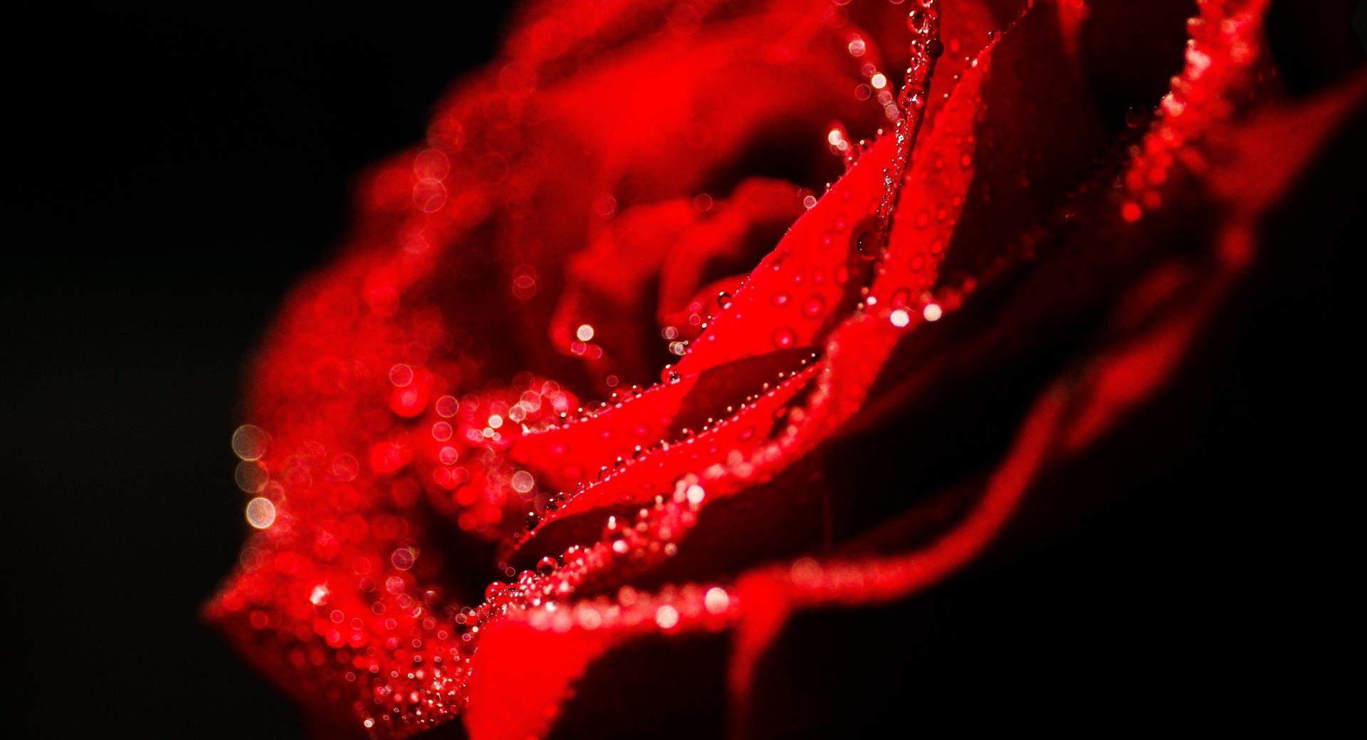 Love Rose at 1280 x 960 size wallpapers HD quality