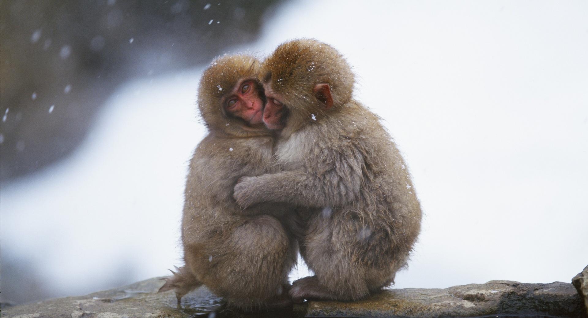 Macaques Hug at 1152 x 864 size wallpapers HD quality
