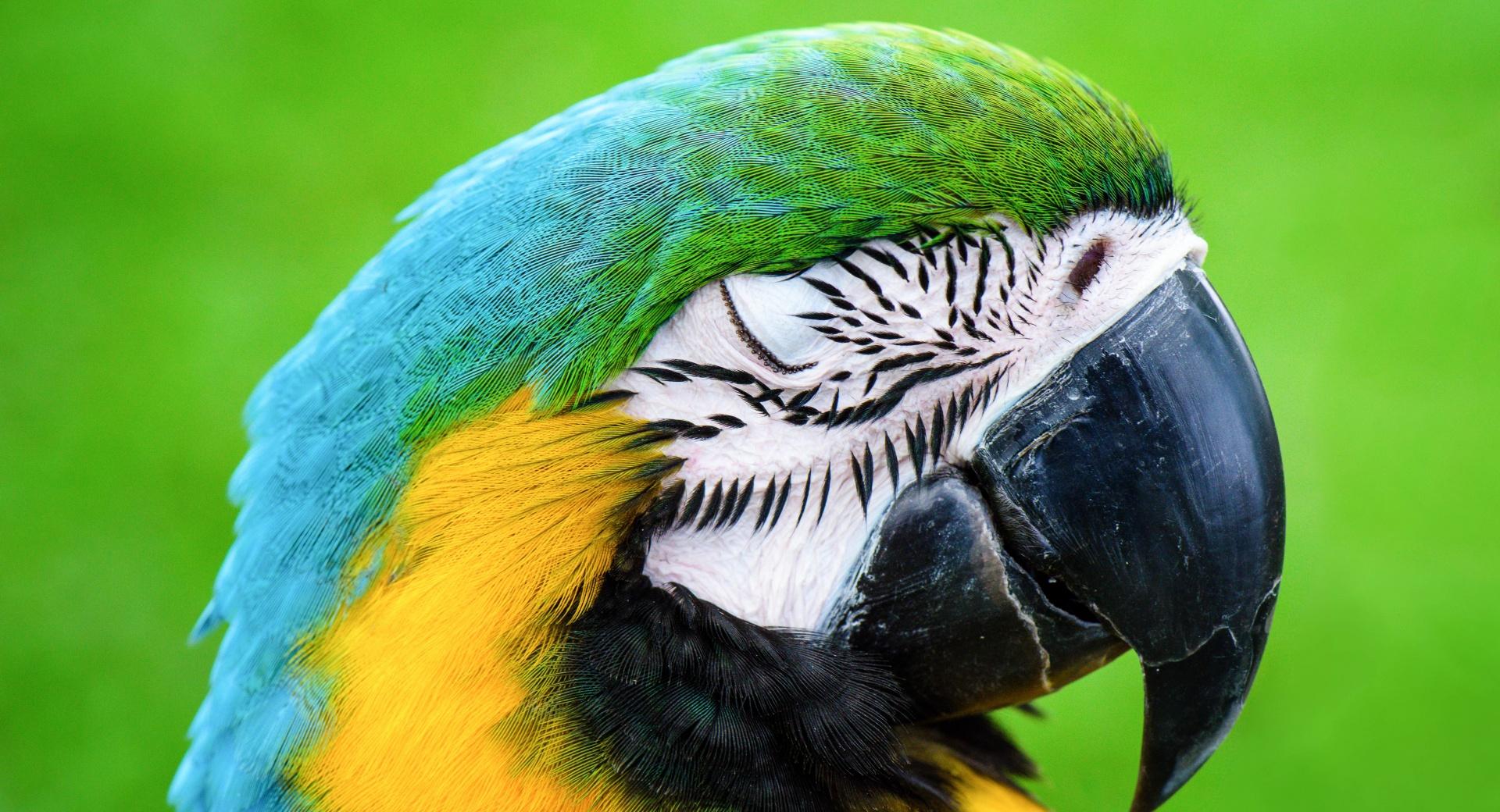 Macaw Parrot at 1024 x 1024 iPad size wallpapers HD quality