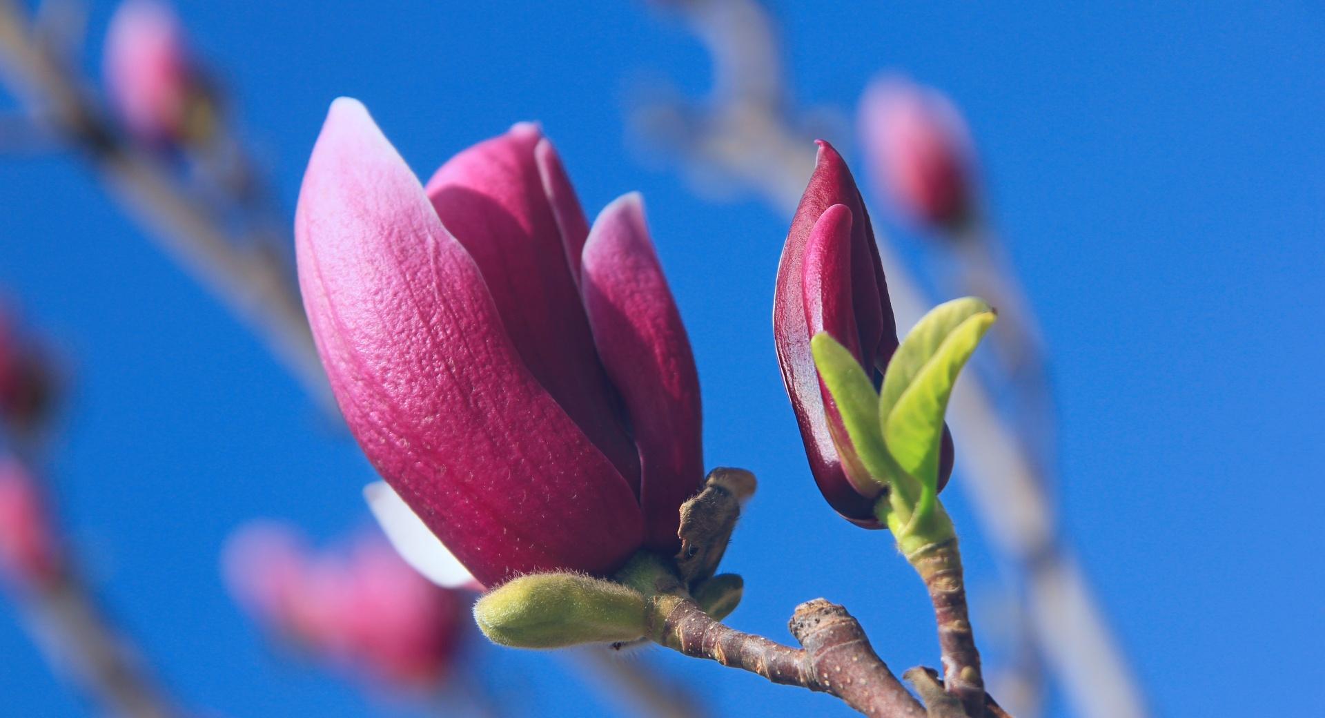 Magnolia Denudata Desr at 750 x 1334 iPhone 6 size wallpapers HD quality