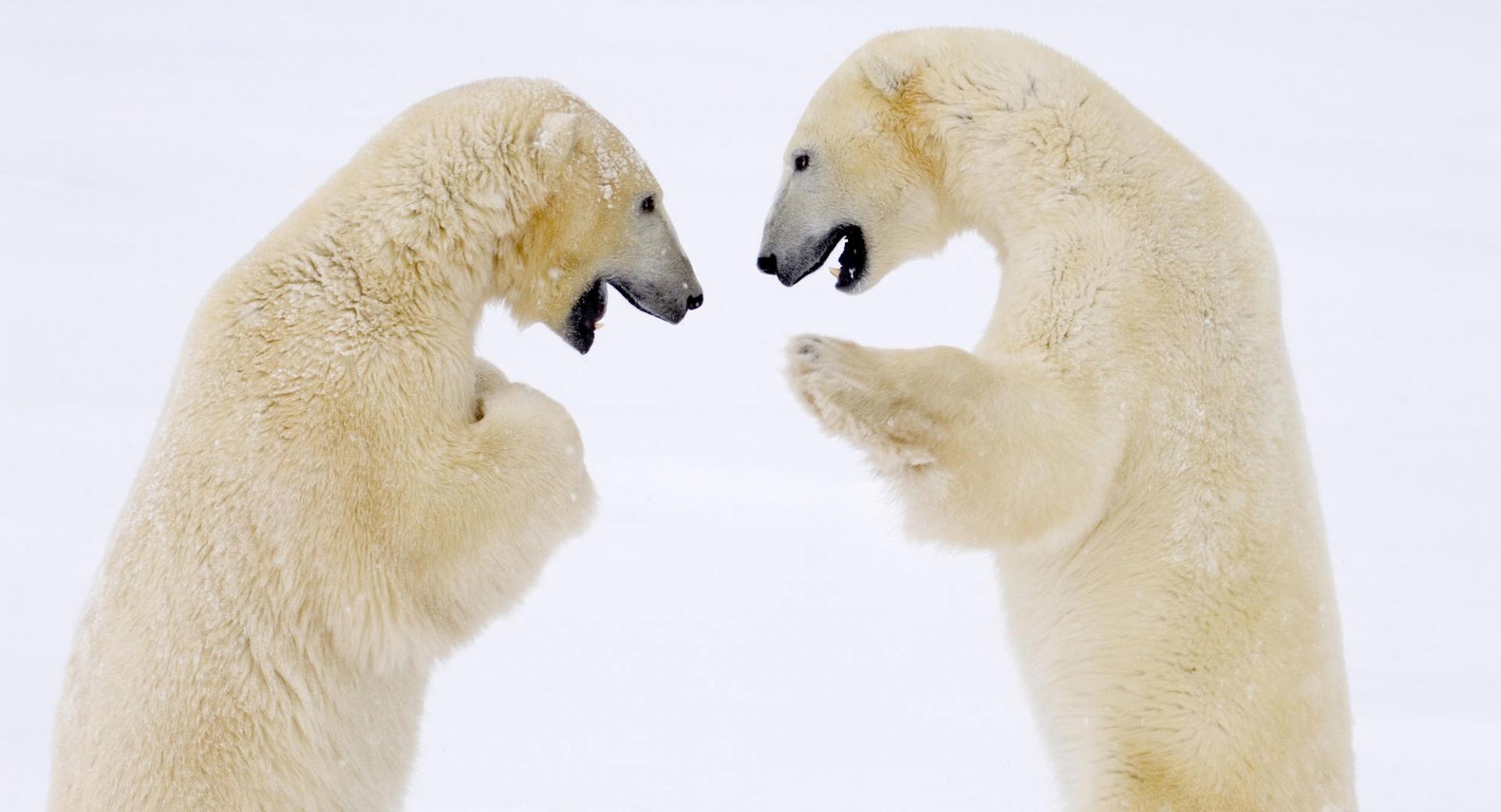 Male Bears Sparring Hudson Bay Manitoba Canada wallpapers HD quality