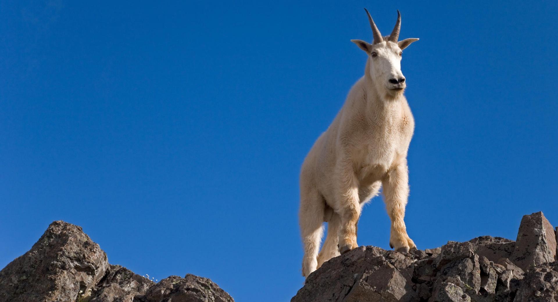 Male Goat Up On Rocks wallpapers HD quality