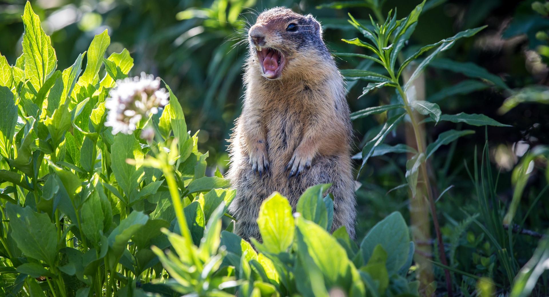 Marmot Screaming at 1024 x 768 size wallpapers HD quality