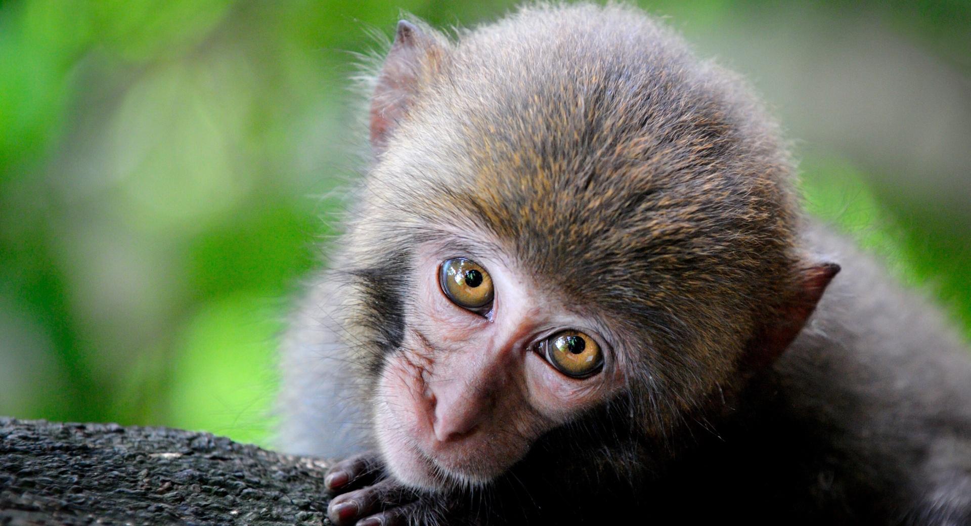 Monkey Big Eyes at 750 x 1334 iPhone 6 size wallpapers HD quality