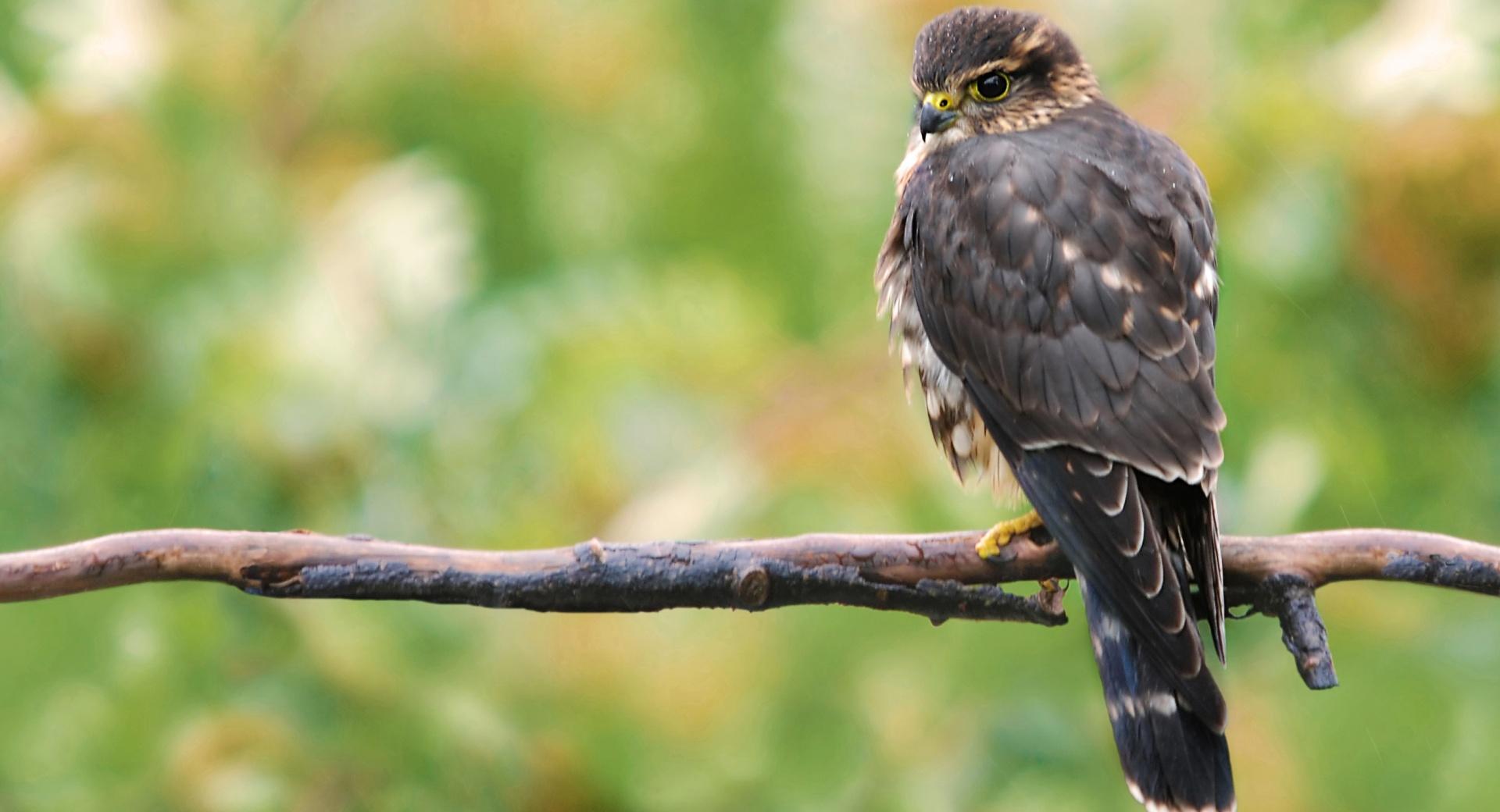 Moril-Wild Buzzard at 1152 x 864 size wallpapers HD quality