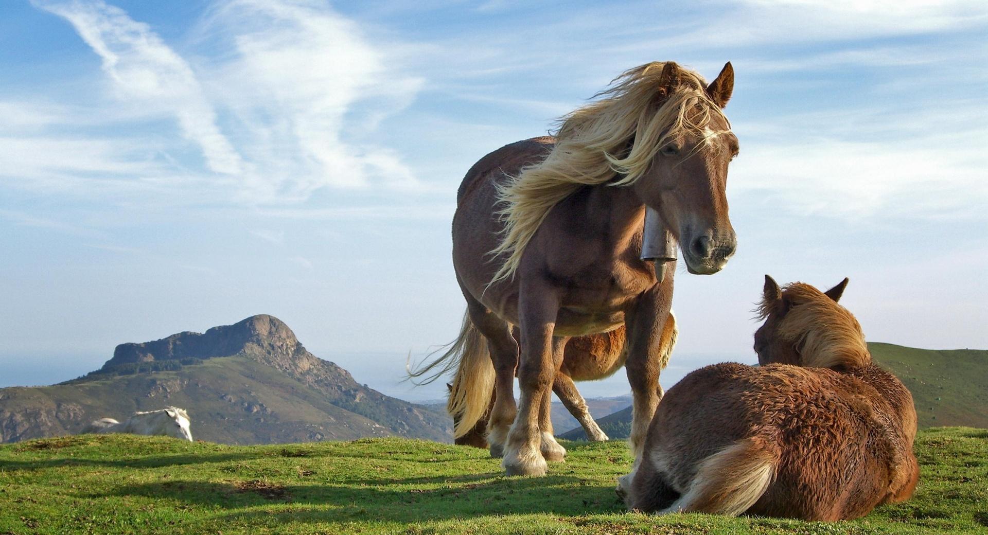 Mountain Horses at 1600 x 1200 size wallpapers HD quality