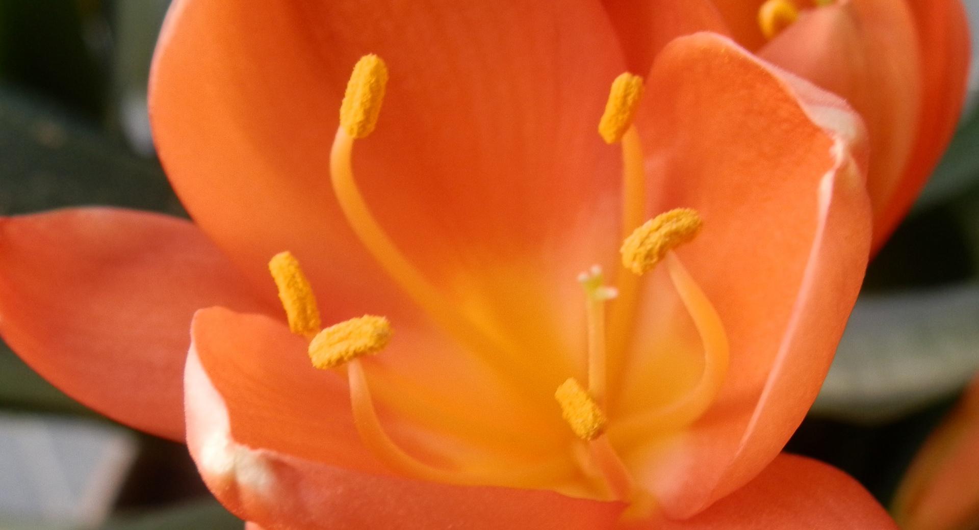 Naranja Flor at 320 x 480 iPhone size wallpapers HD quality