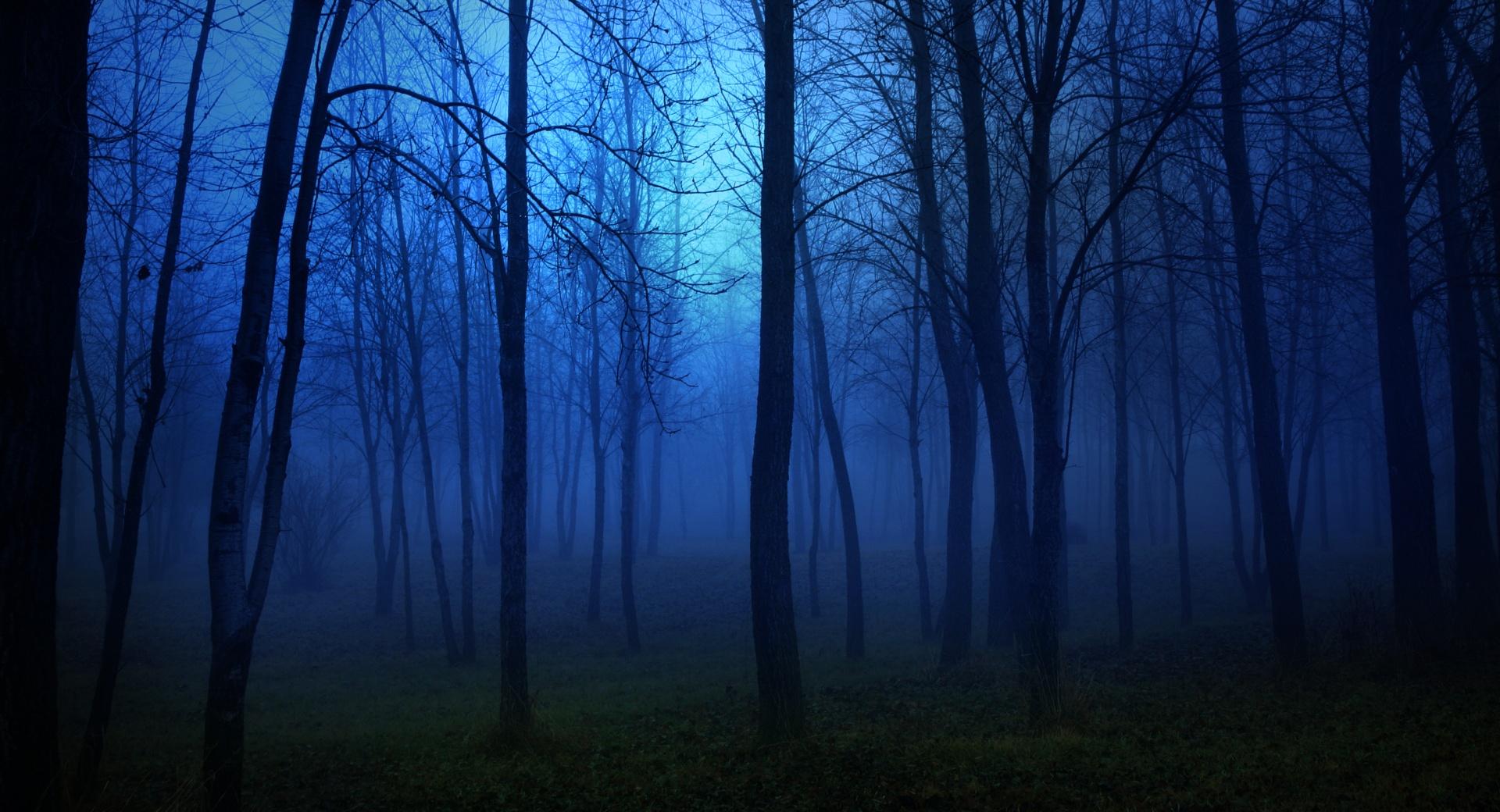 Night In The Forest at 1600 x 1200 size wallpapers HD quality