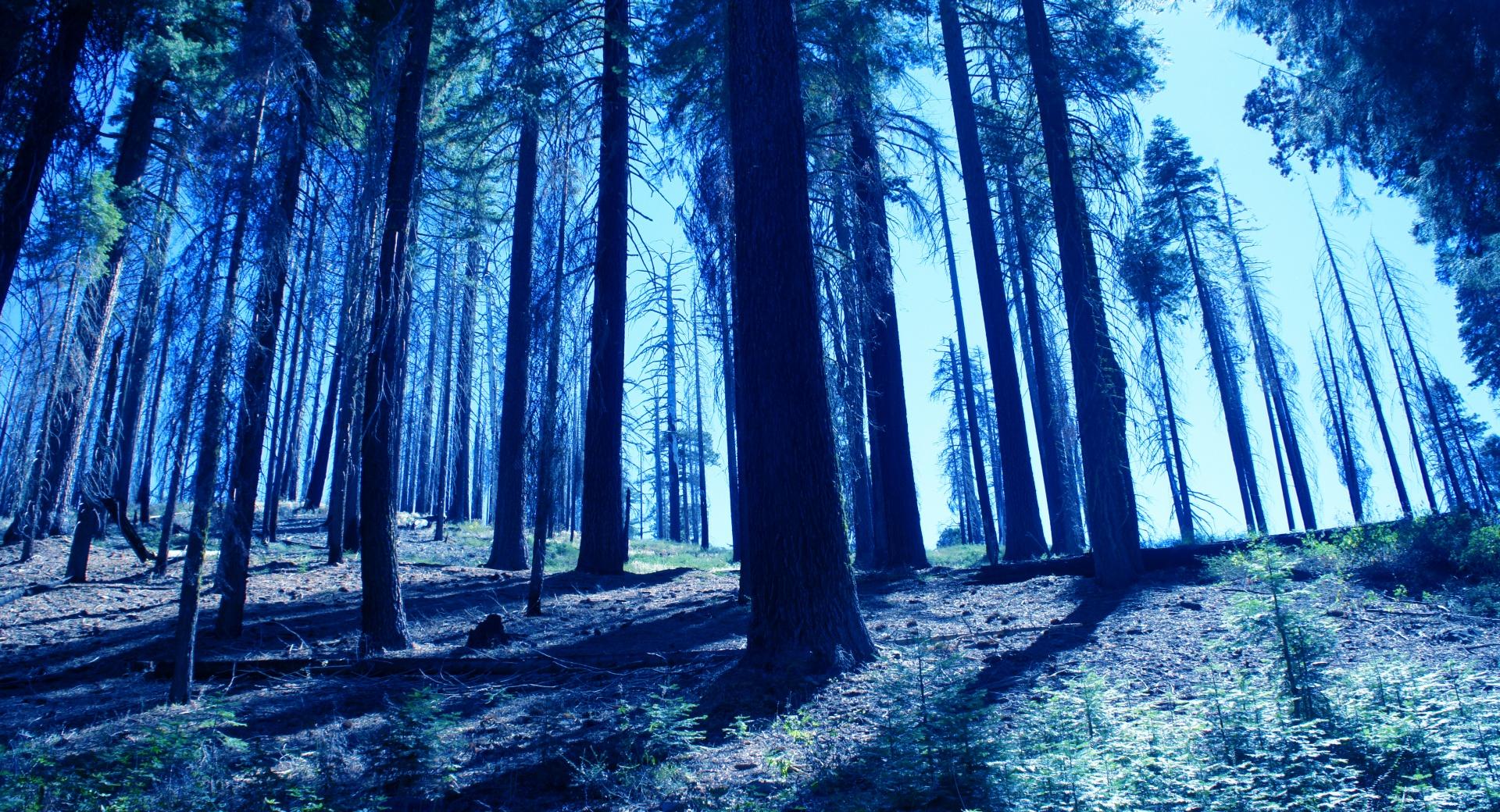Night Trees Blue at 750 x 1334 iPhone 6 size wallpapers HD quality