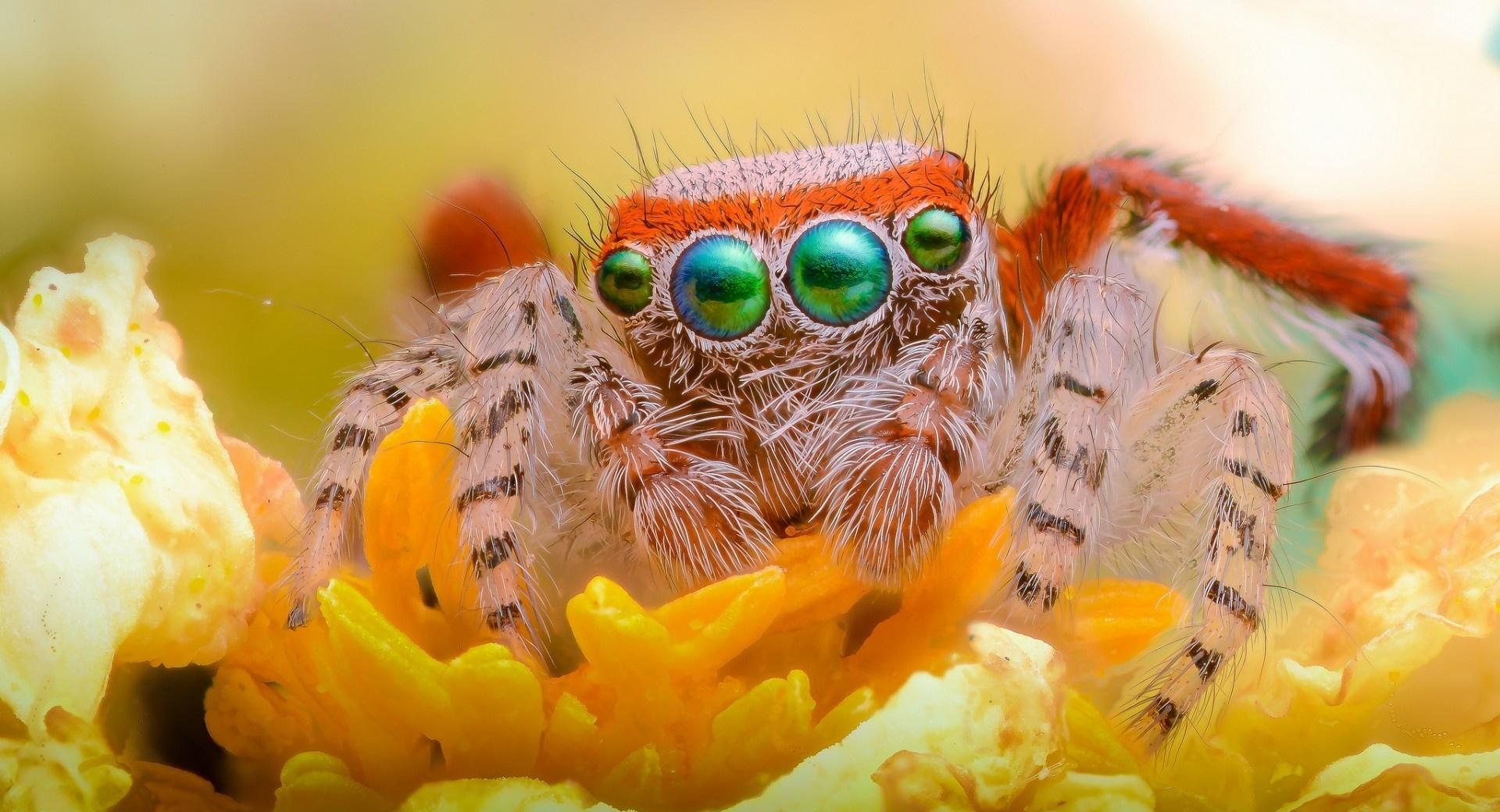Orange Flower Spider Jumper at 1280 x 960 size wallpapers HD quality
