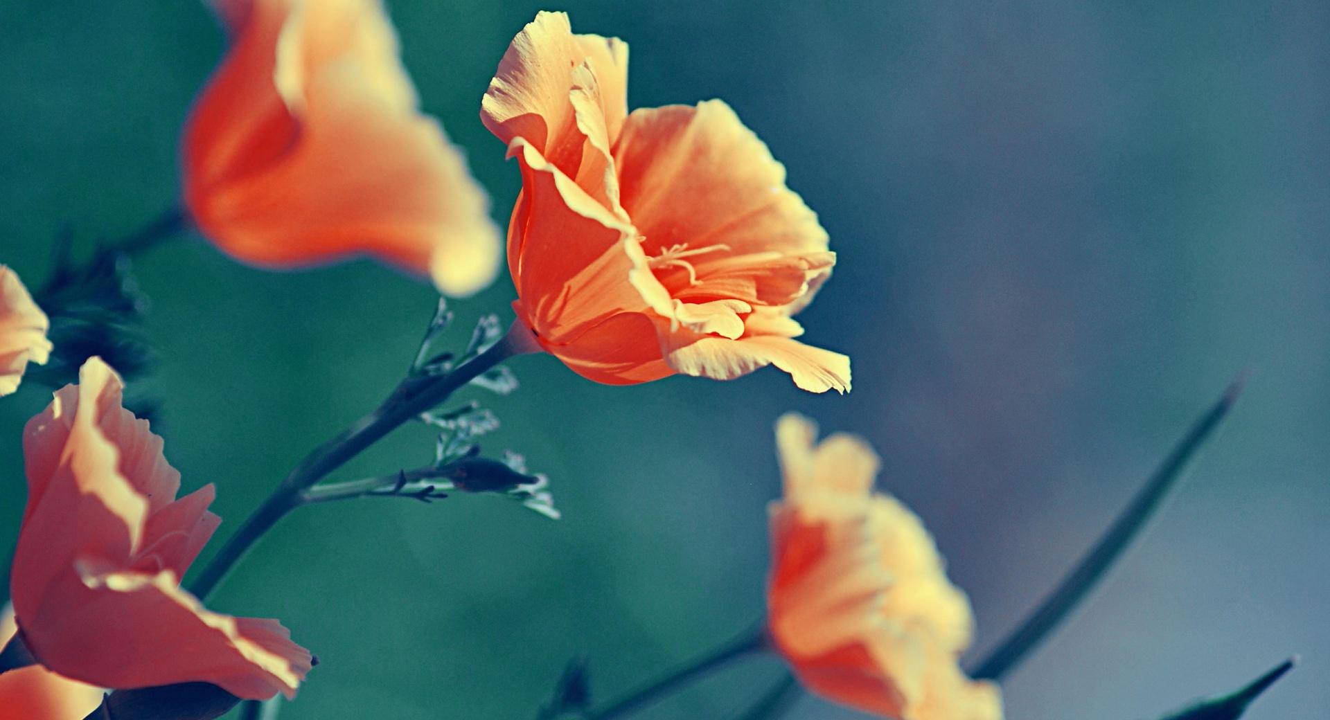 Orange Flowers at 640 x 1136 iPhone 5 size wallpapers HD quality