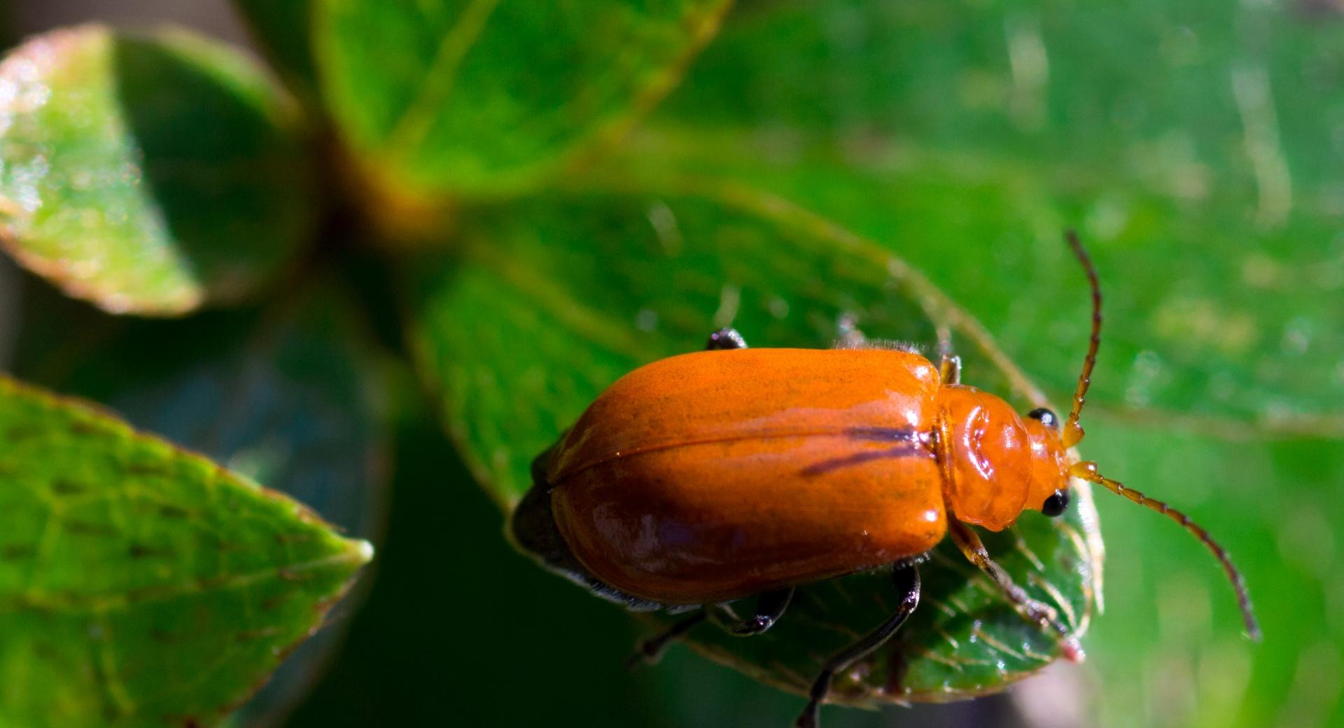 Orange Leaf Beetle at 640 x 1136 iPhone 5 size wallpapers HD quality