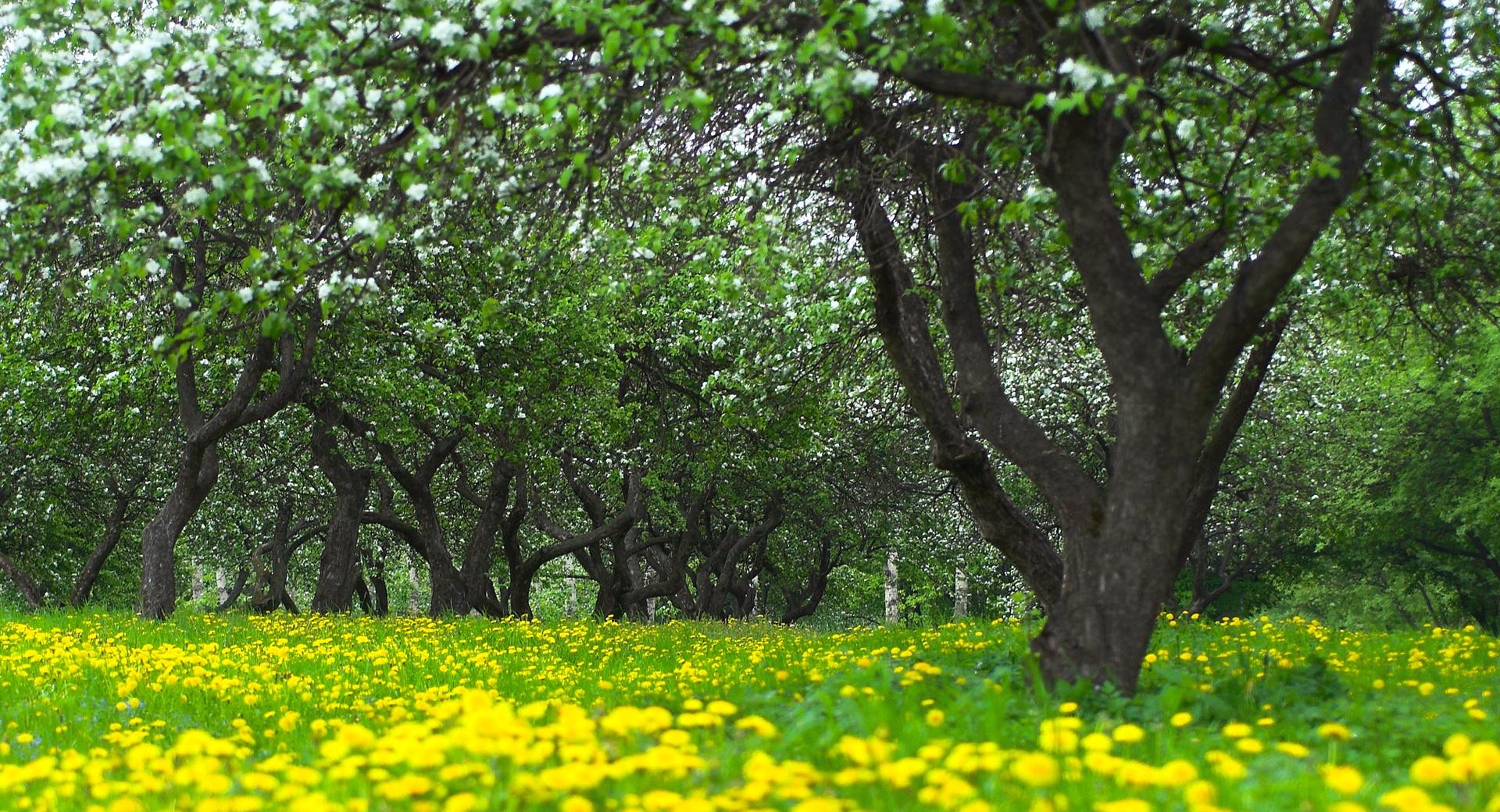 Orchard Spring wallpapers HD quality