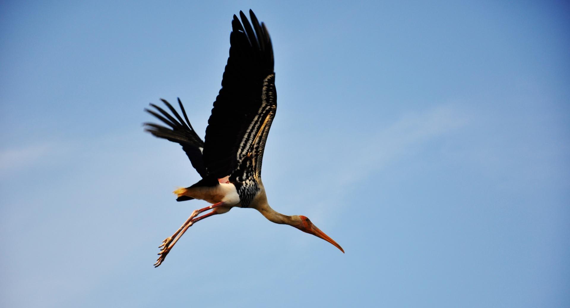 Painted Stork at 1024 x 1024 iPad size wallpapers HD quality
