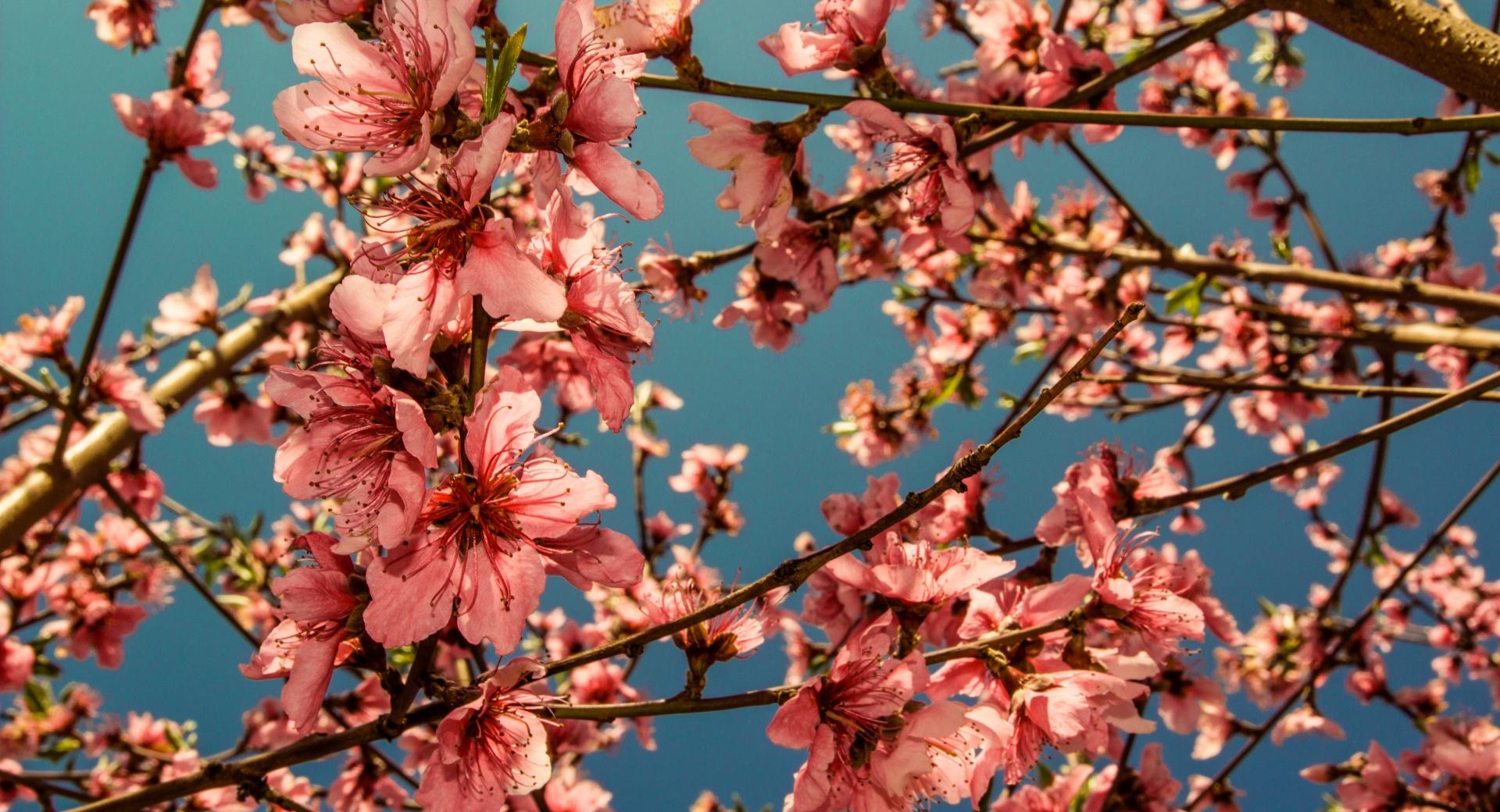 Peach Blossoms at 640 x 960 iPhone 4 size wallpapers HD quality